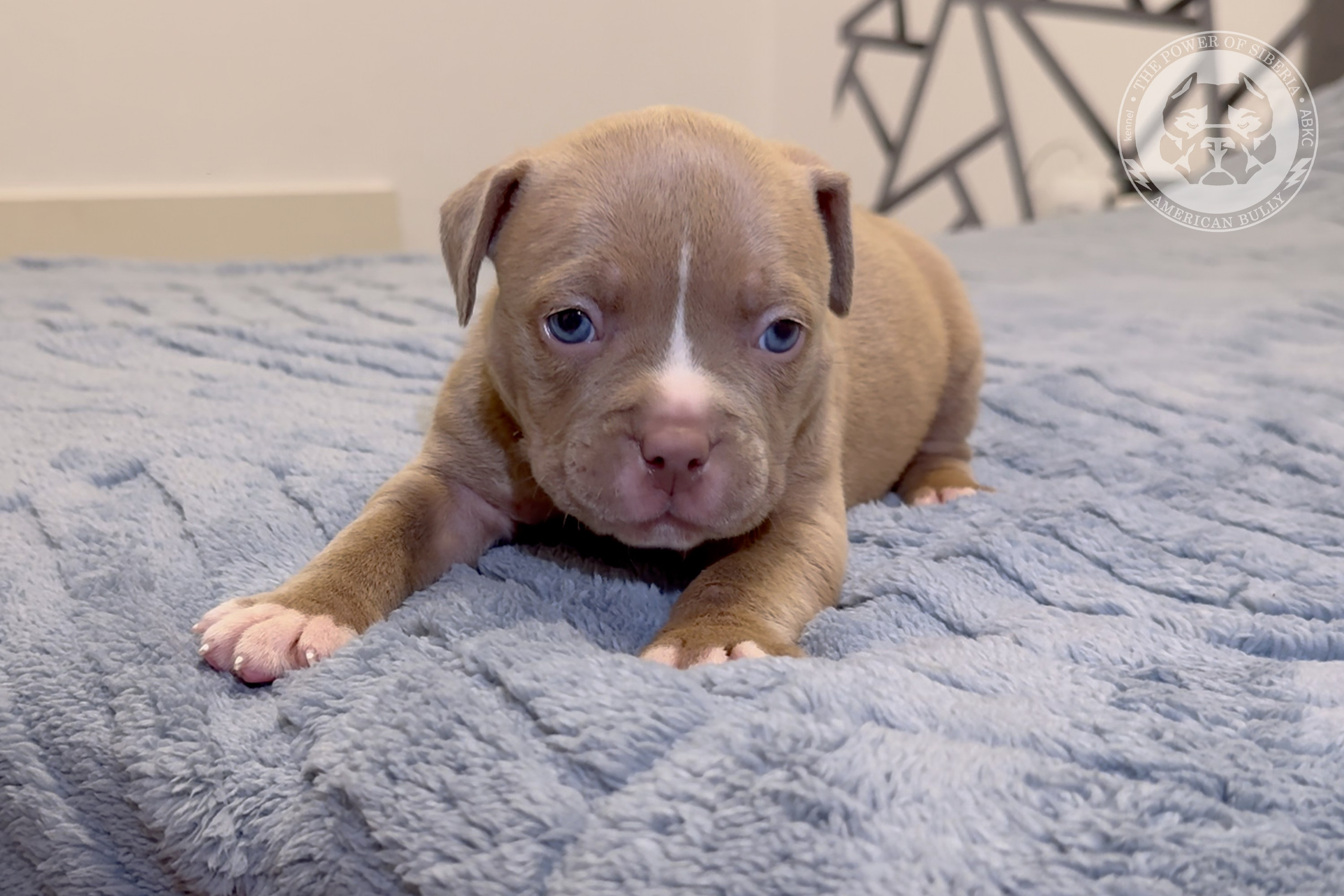 Свободные щенки Американский Булли стандарт и Свободные щенки Американский Булли классик. Американский Булли в г. Ростов-на-Дону. Питомник THE POWER OF SIBERIA