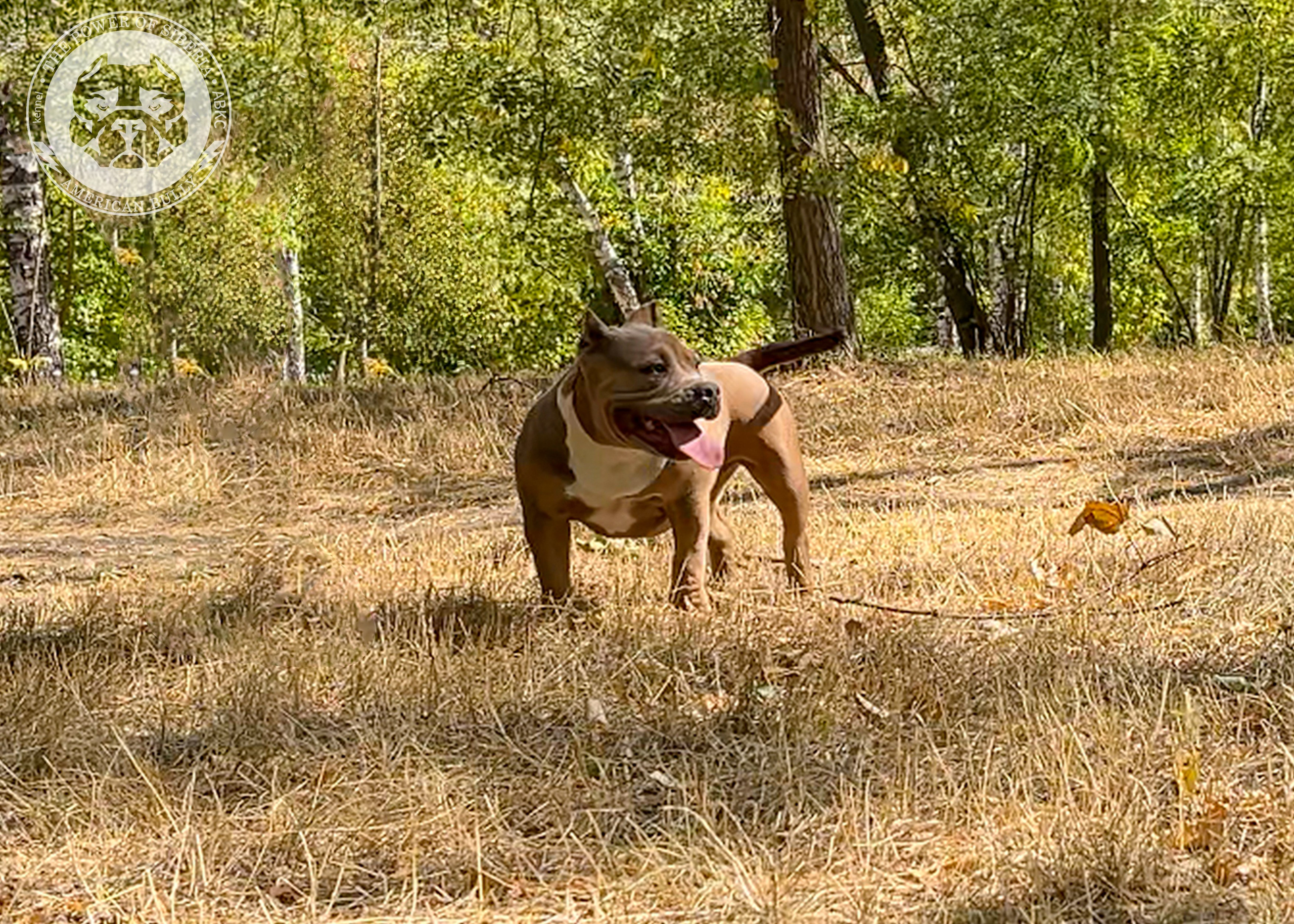 Помет Каспер и Тагира. 21.04.25. Американский Булли в г. Ростов-на-Дону. Питомник THE POWER OF SIBERIA