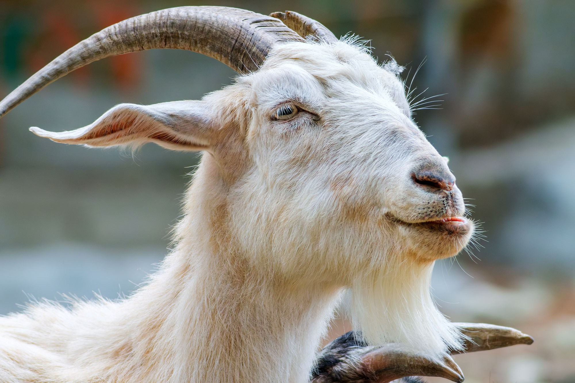 Свадебный фотограф в Геленджике