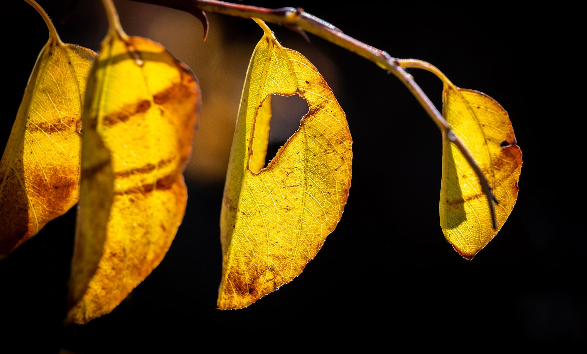 Свадебный фотограф в Геленджике