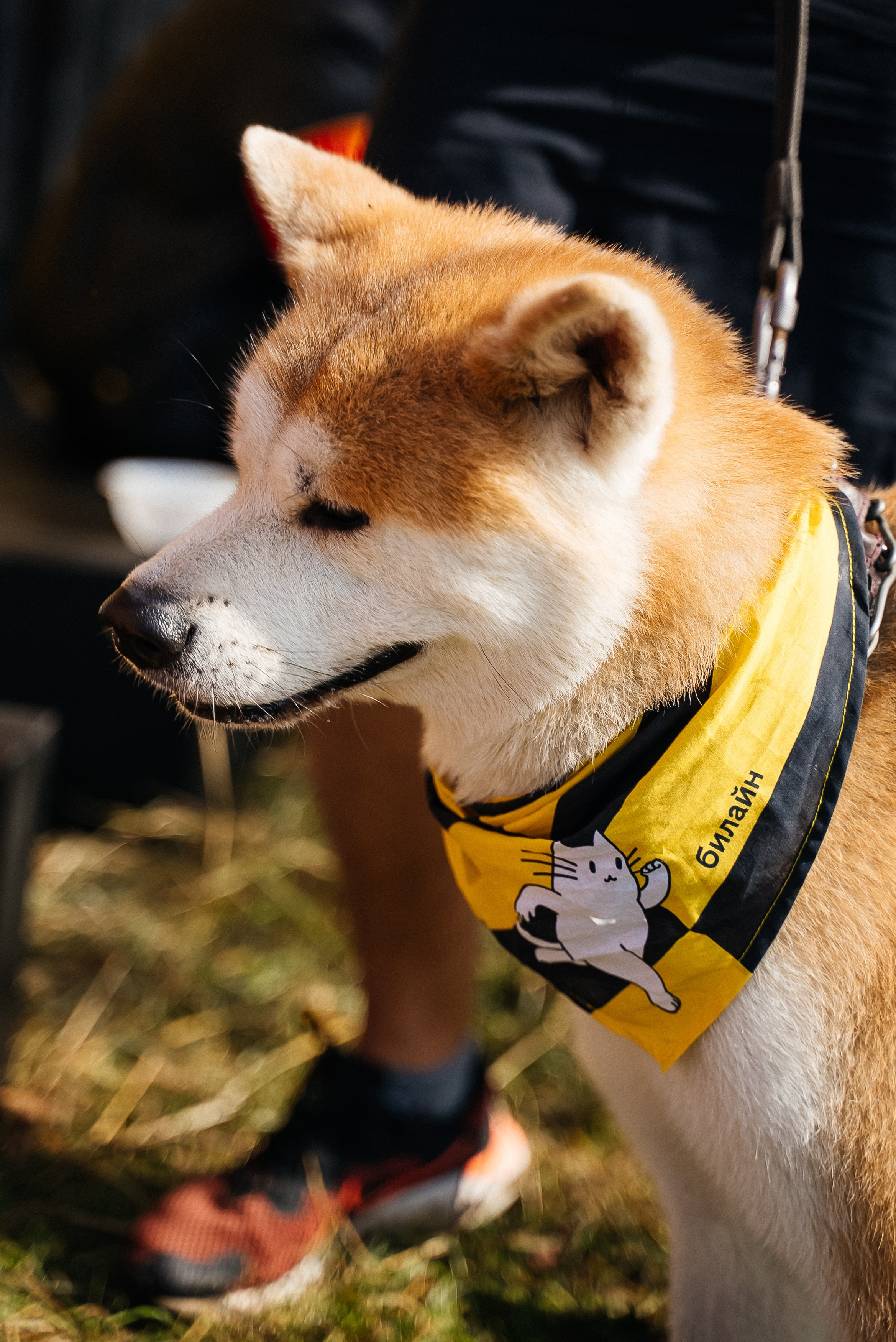 Билайн. Павел Краснов — Свадебный и репортажный фотограф в Москве