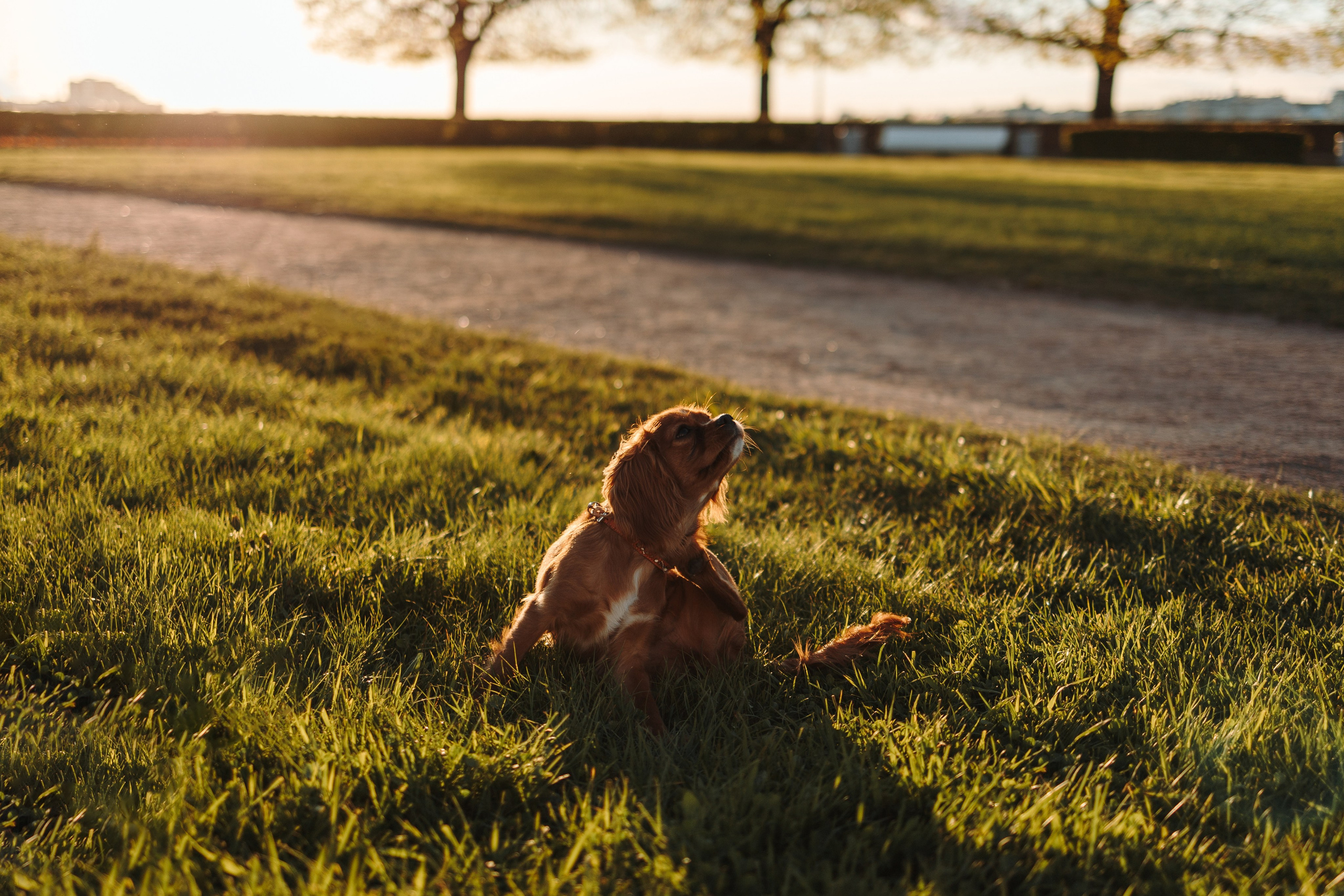 Аня, Стеша и Степан. Фотограф — Анималист | Санкт-Петербург
