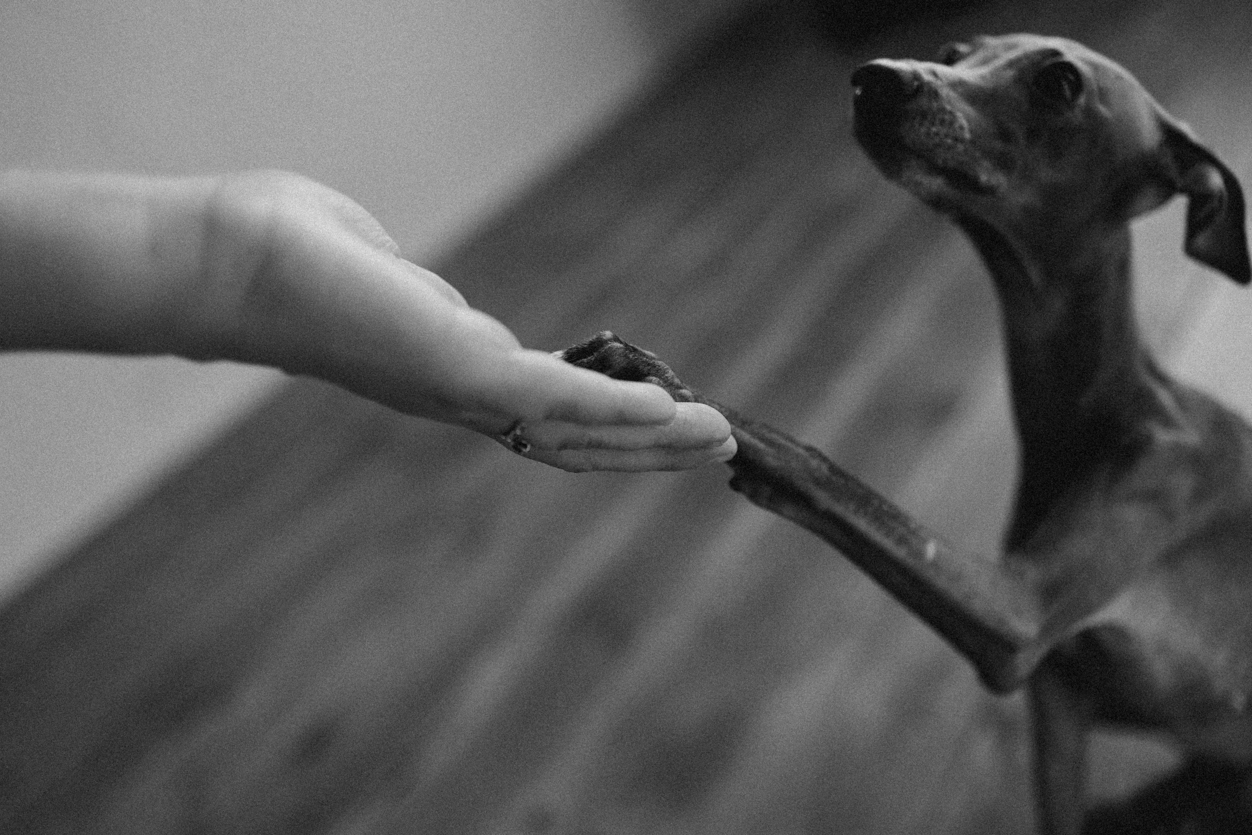 Ксюша и Луна. Фотограф — Анималист | Санкт-Петербург