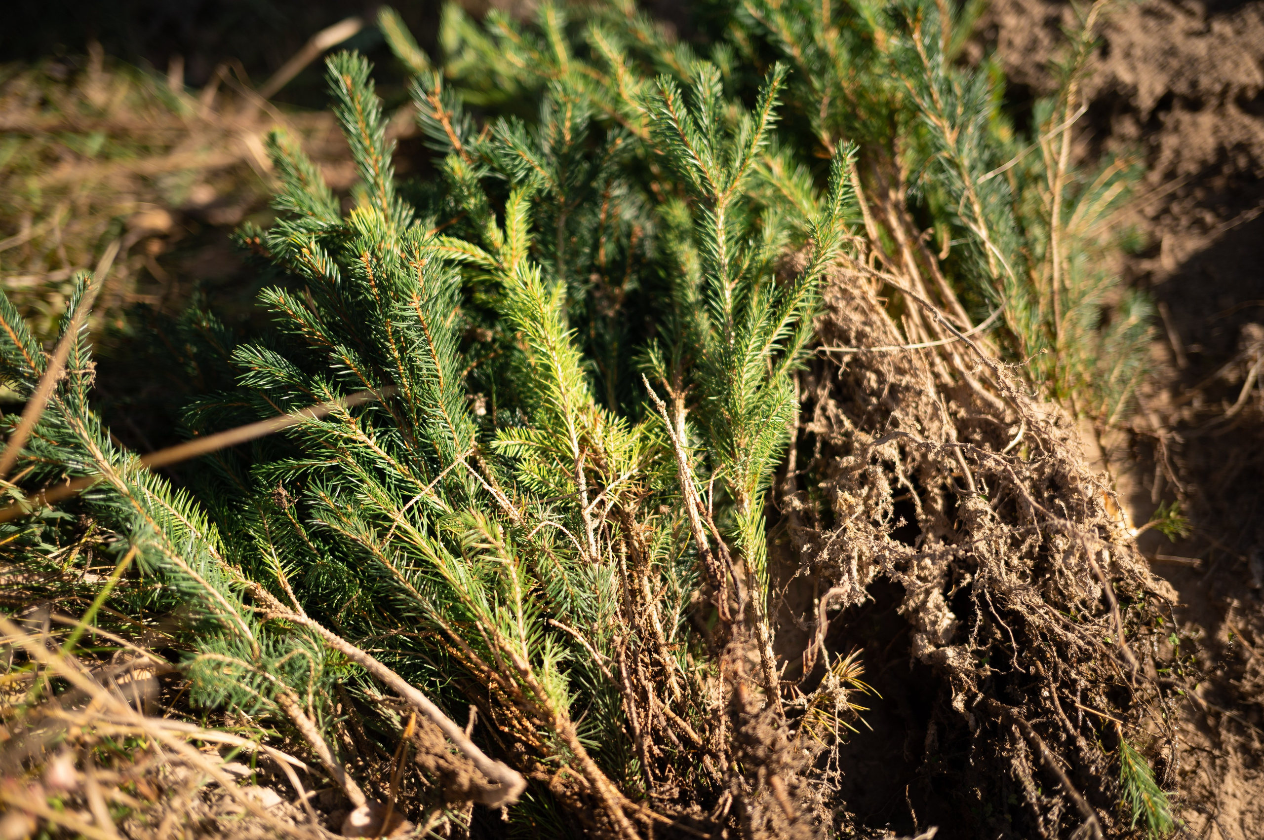 Артисты театра Маяковского в проекте Посади лес. Фотограф и видеооператор в Туле | Даниил Рыбак