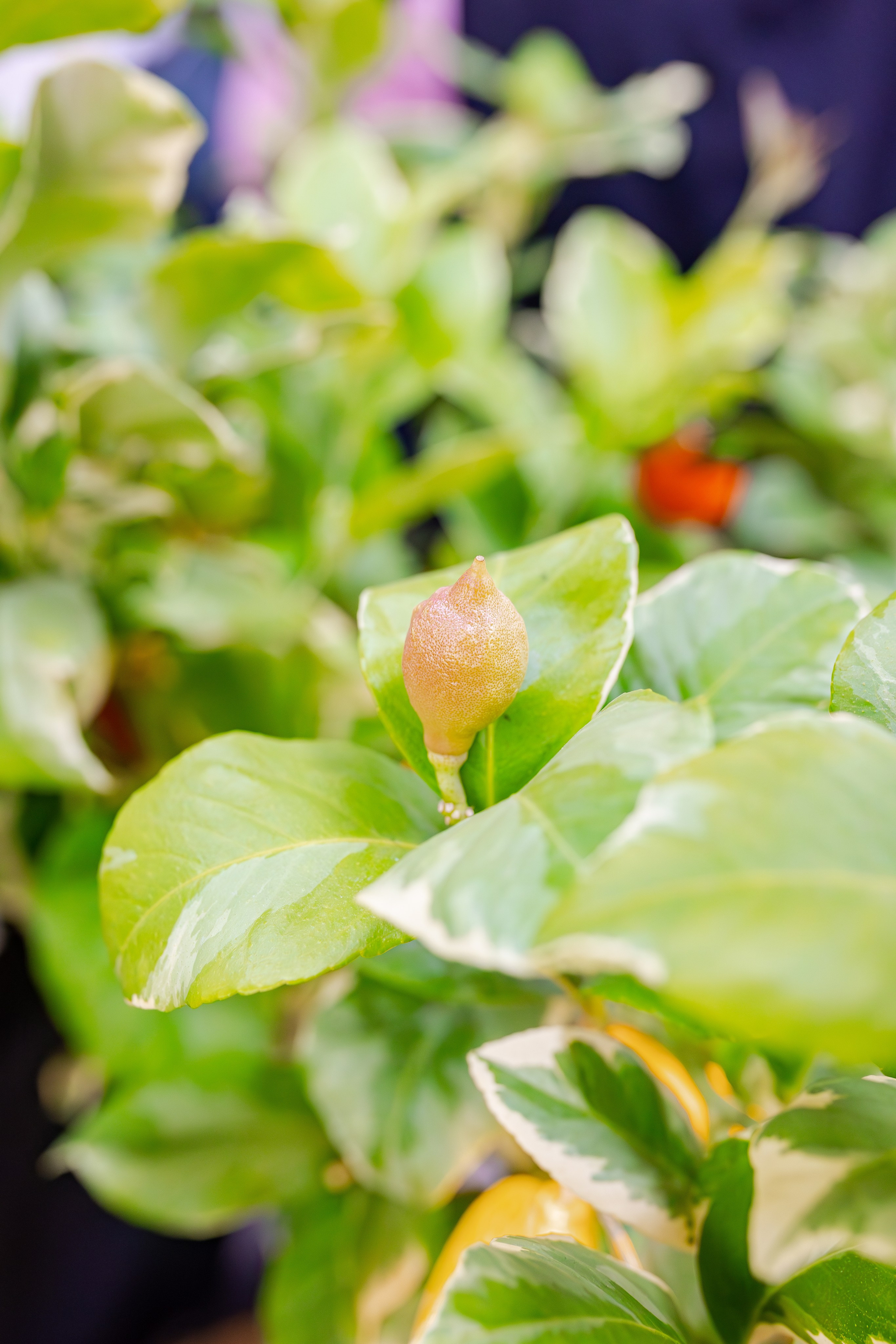 Орхидиум сентябрь 2025. Александра Куликова фотограф, Москва