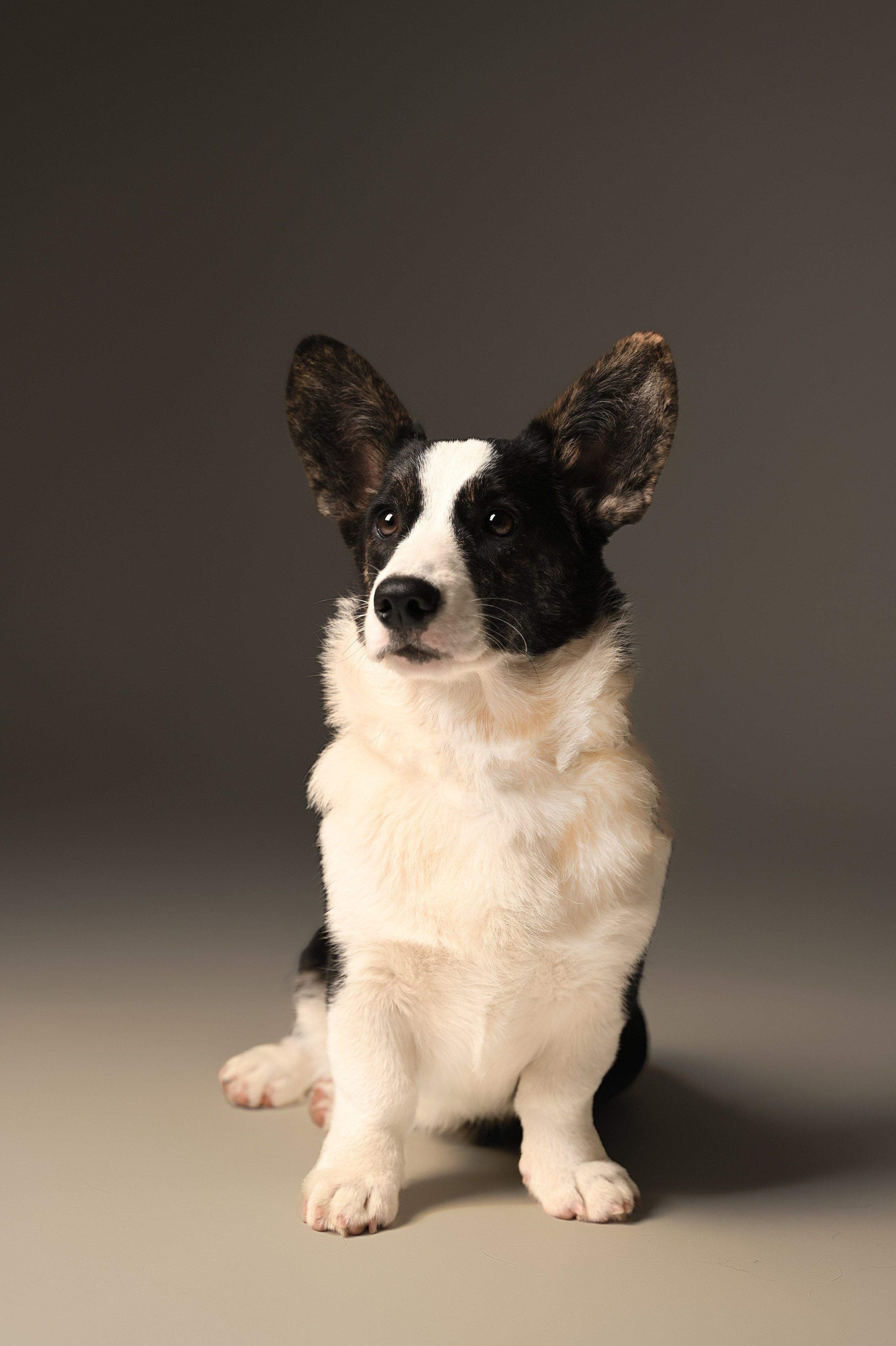 Корги. Фотограф Темрюк Анастасия Фёдорова