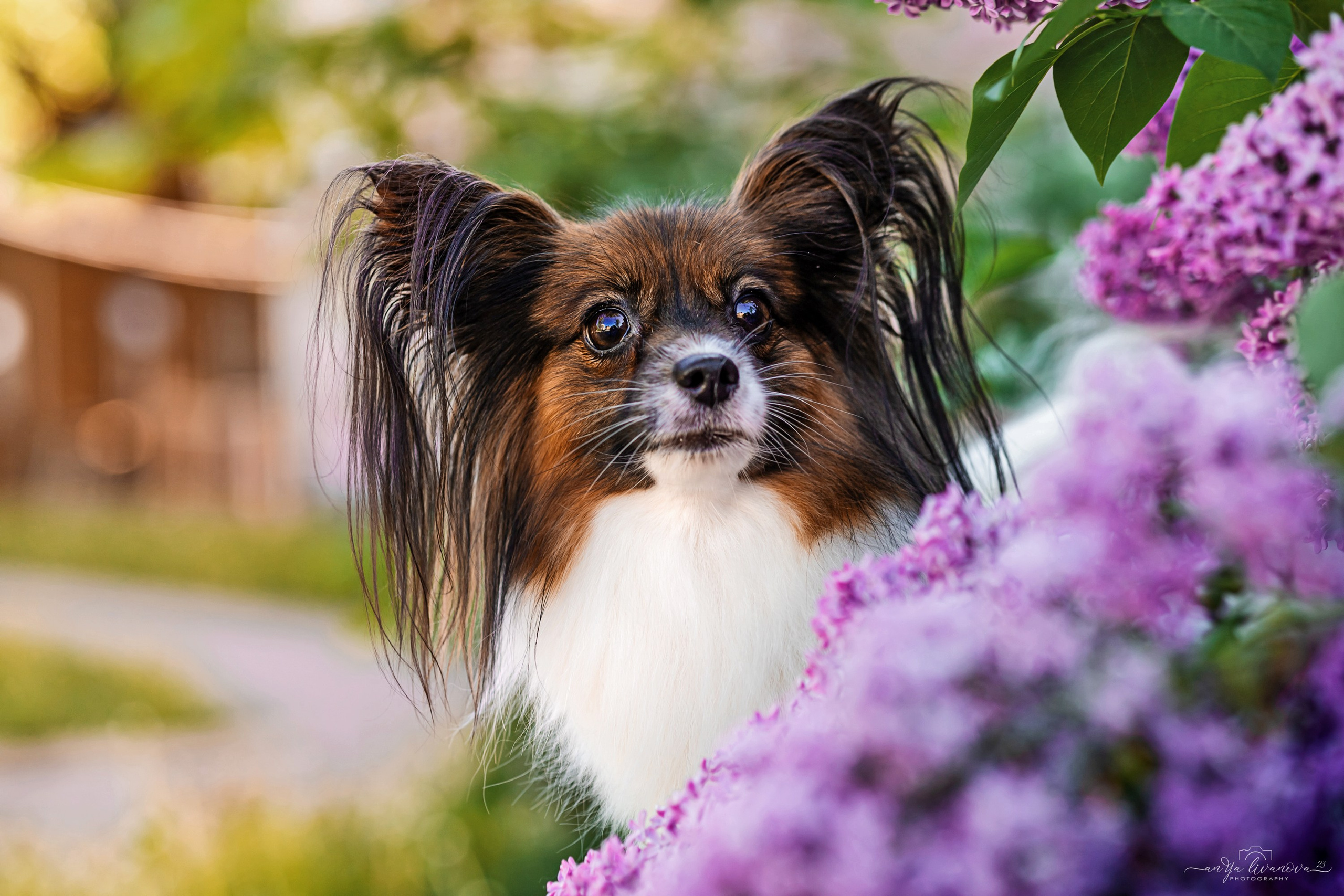 Сирень. Фотограф анималист Аня Ливанова | Рыбинск