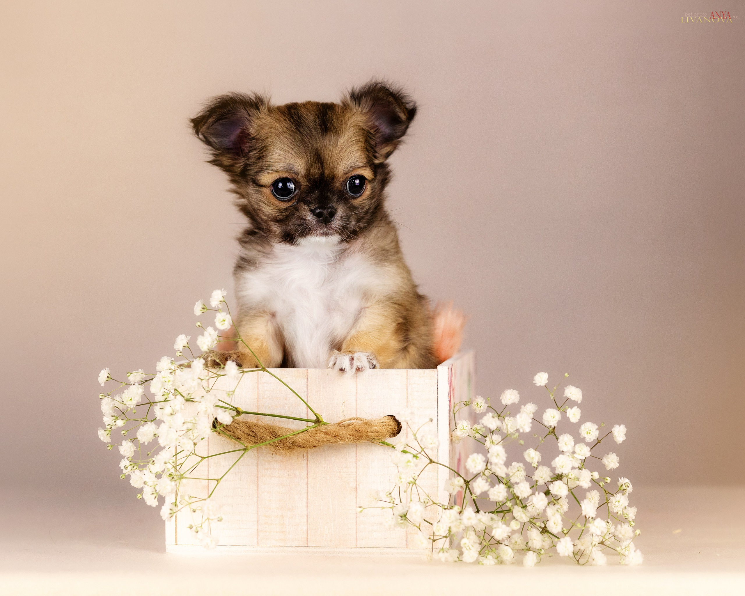 Чихуахуа. Фотограф анималист Аня Ливанова | Рыбинск