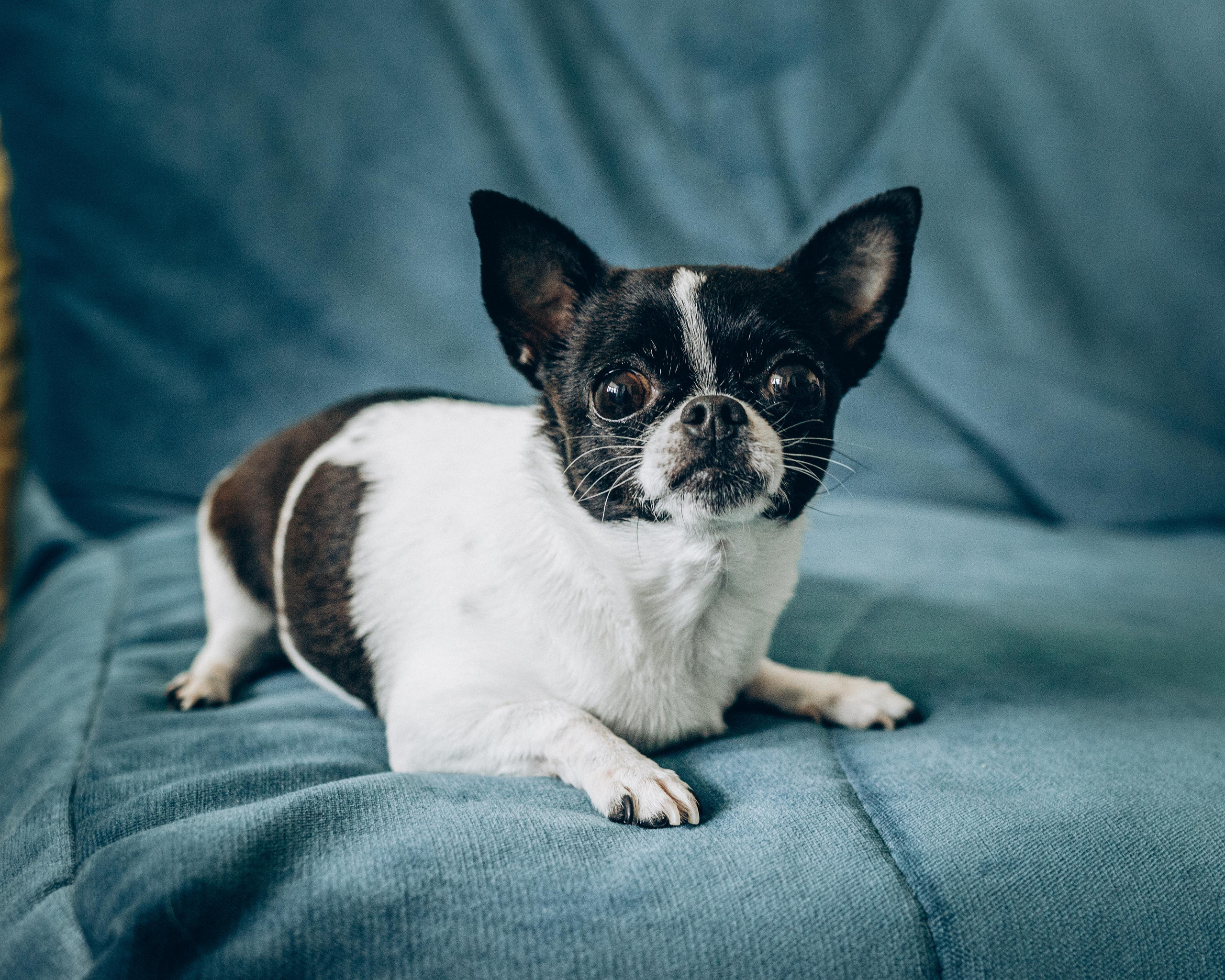 Ирина, Захар и Егор. Домашняя съемка. Портретный и семейный фотограф в Саратове Елена Шустова
