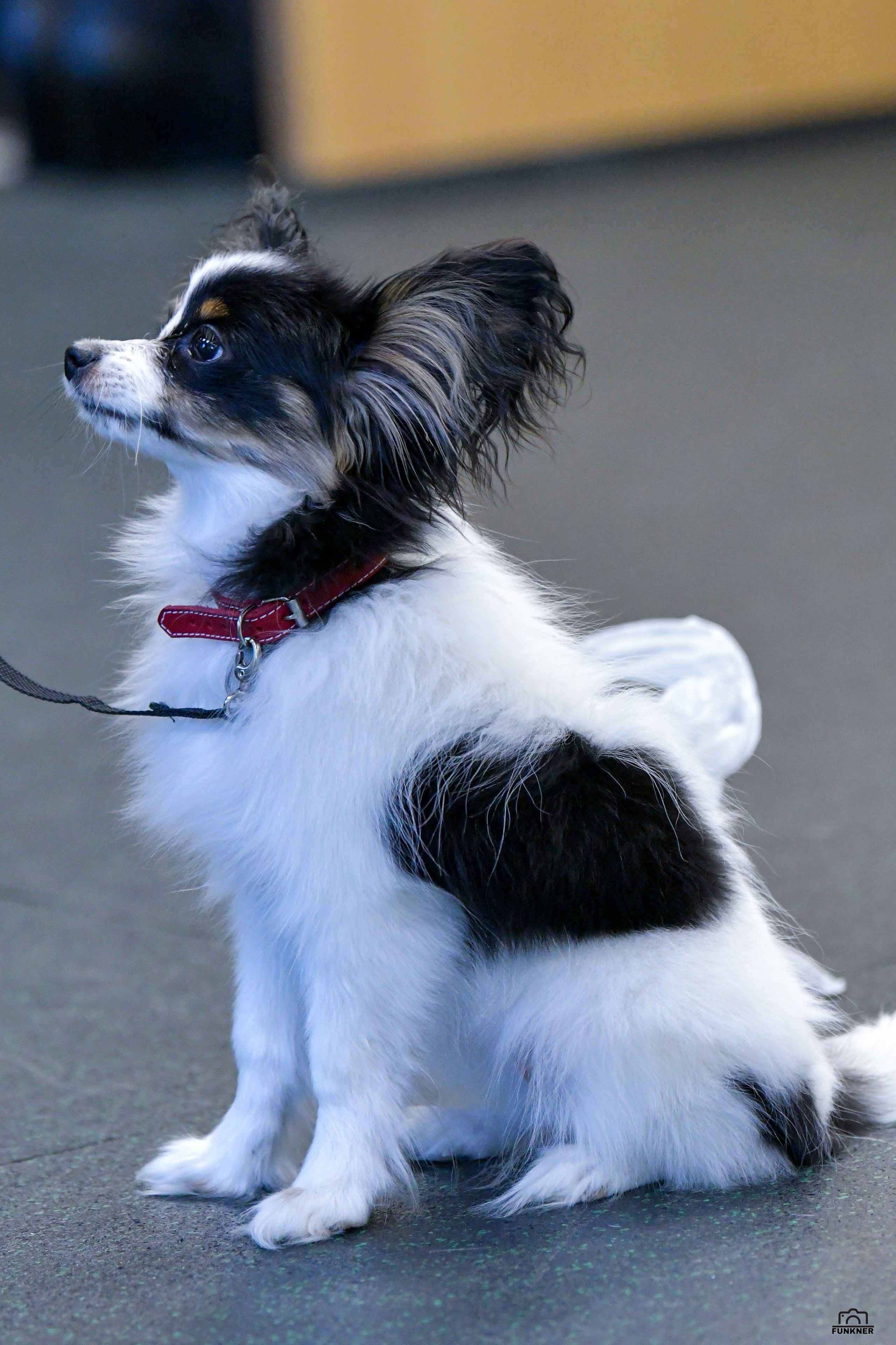 Кинологический клуб «Бодрый хвост». Свой взгляд через объектив