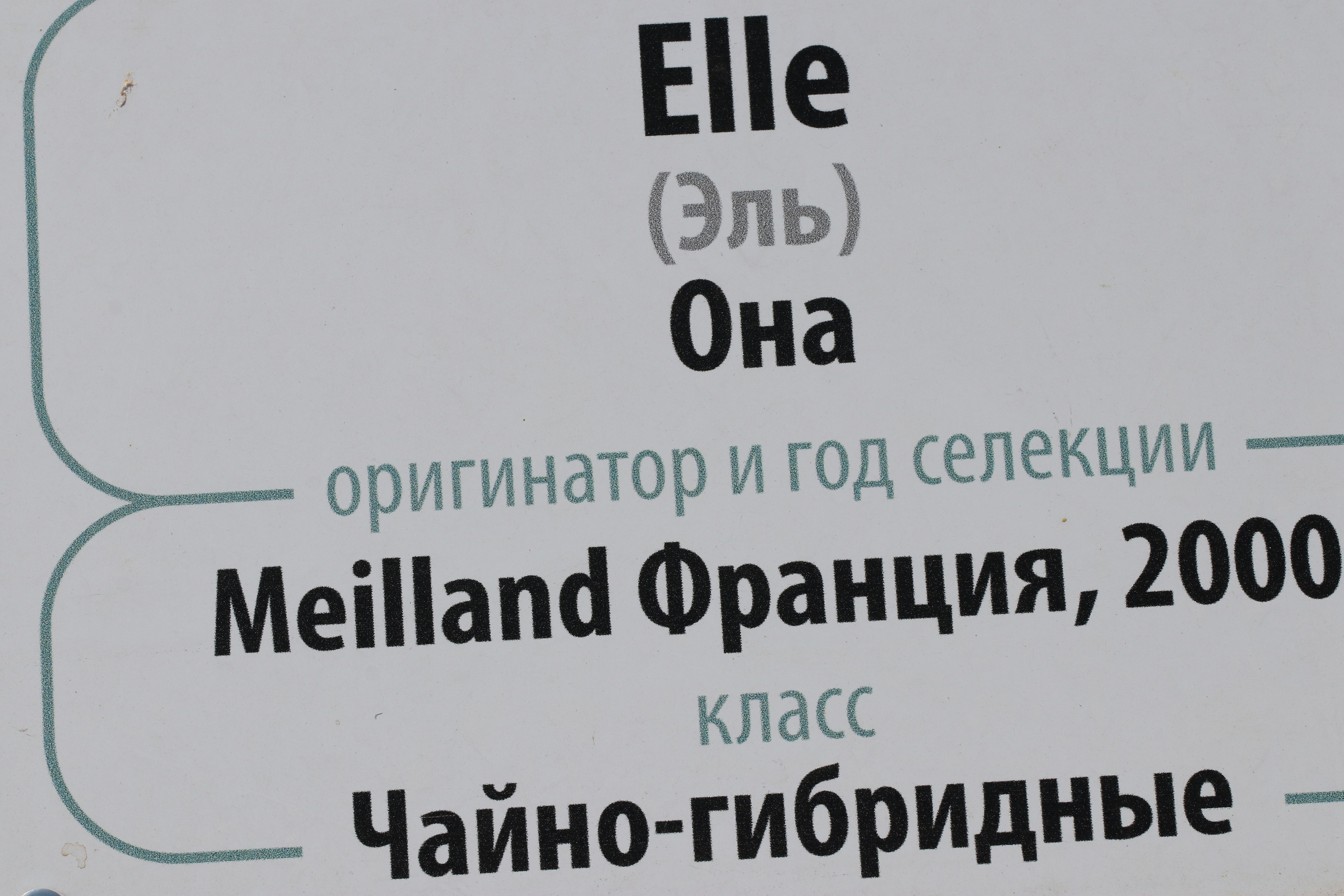 Долина роз в Кисловодске. Фото-художник и Репортажный фотограф Николаев Александр Алексеевич