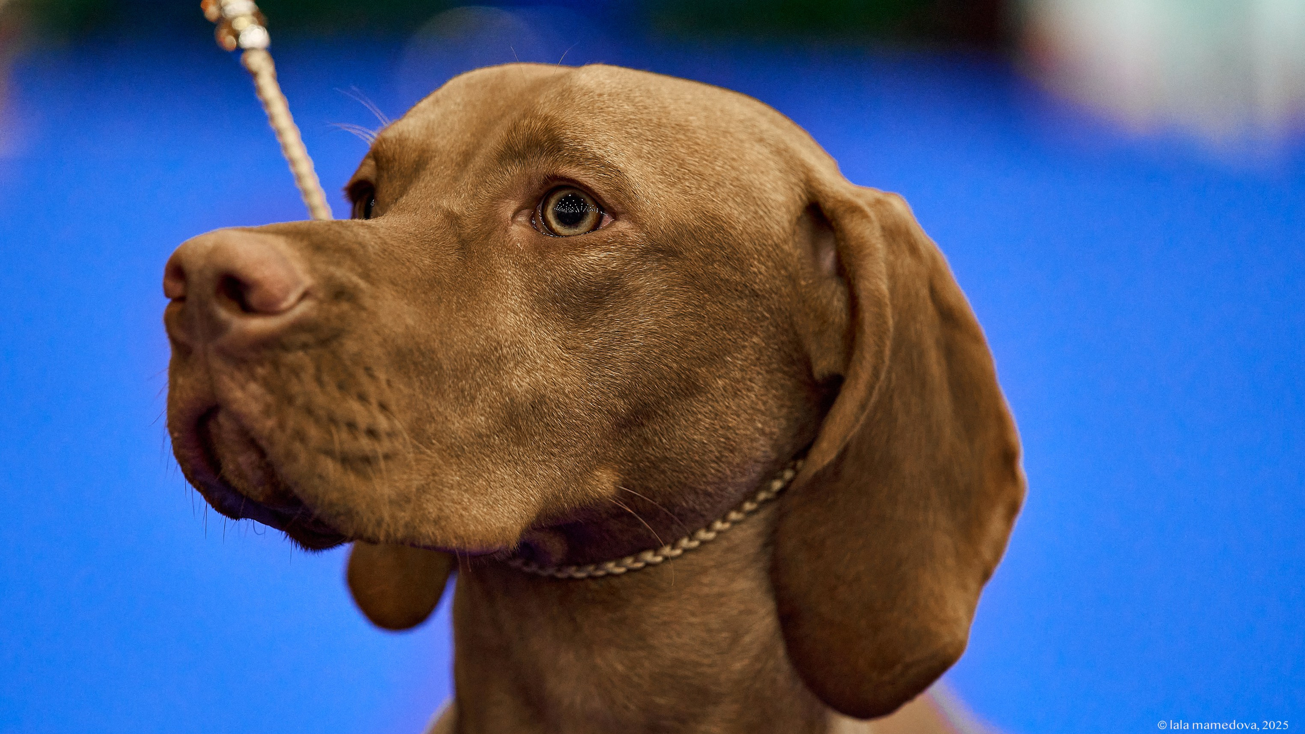 22-23 FEB 2025 | NATIONAL DOG SHOW «BALTIC TRIUMPH-2025»