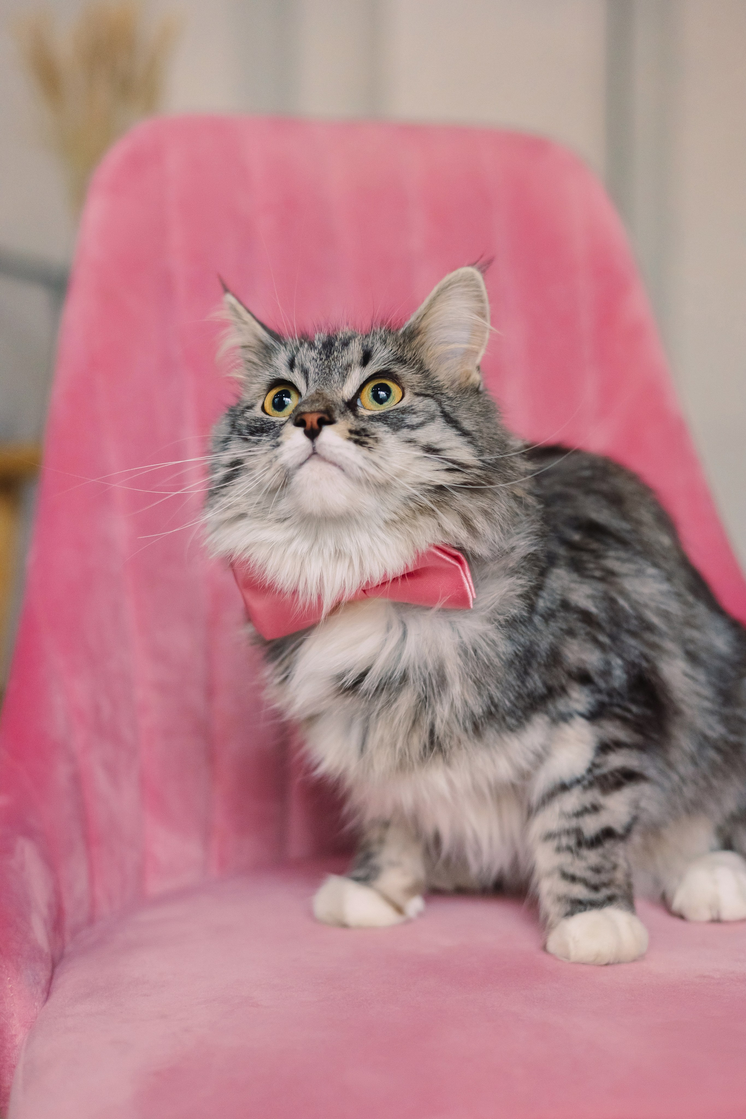 Магазин Friend of mine. Фотограф-анималист Елена Радченко, Москва