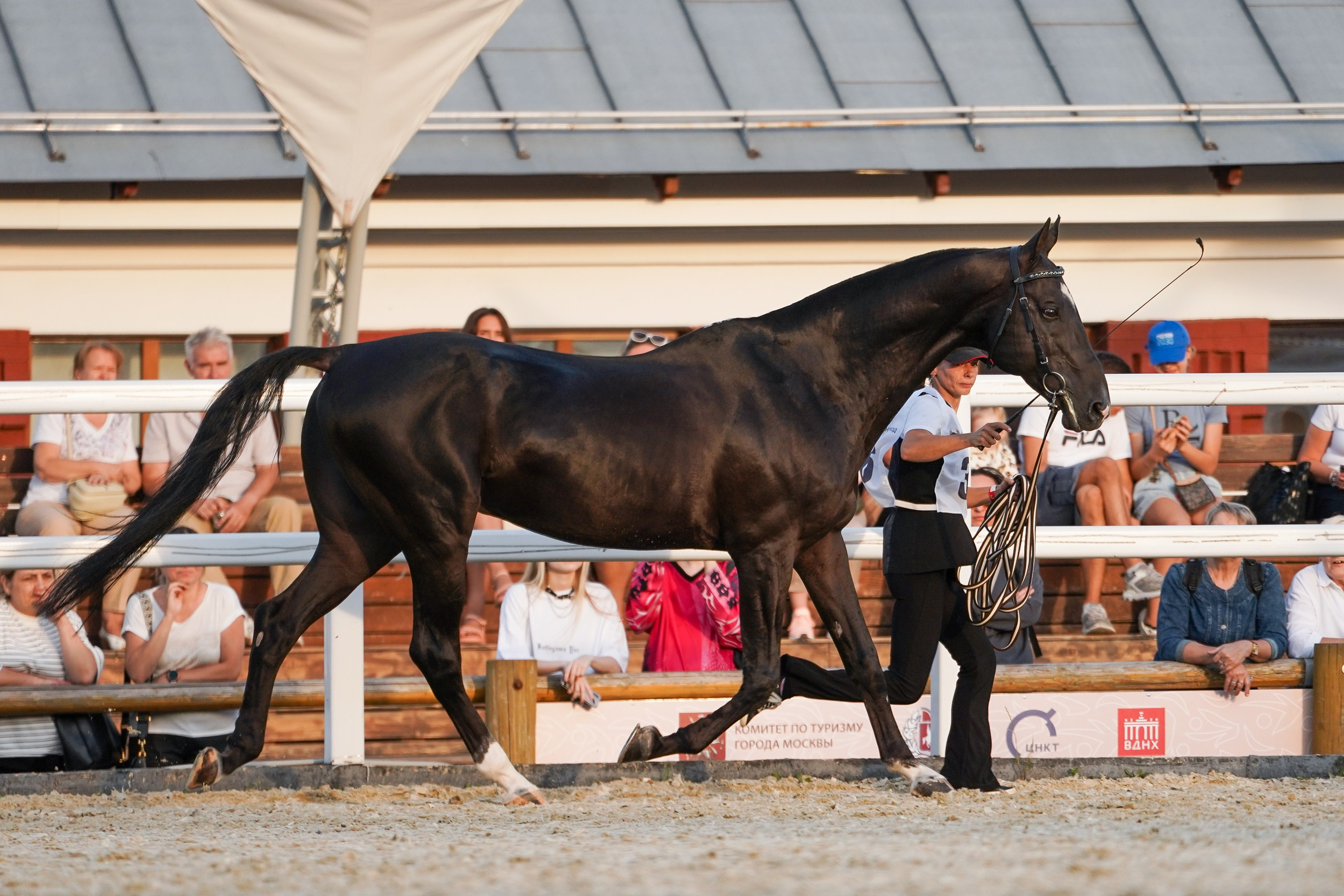 Чемпионат лошадей чистокровной ахалтекинской породы «КУБОК РОССИИ — 2024». Фотограф-анималист, портретный фотограф в Чебоксарах Мария Садыкова