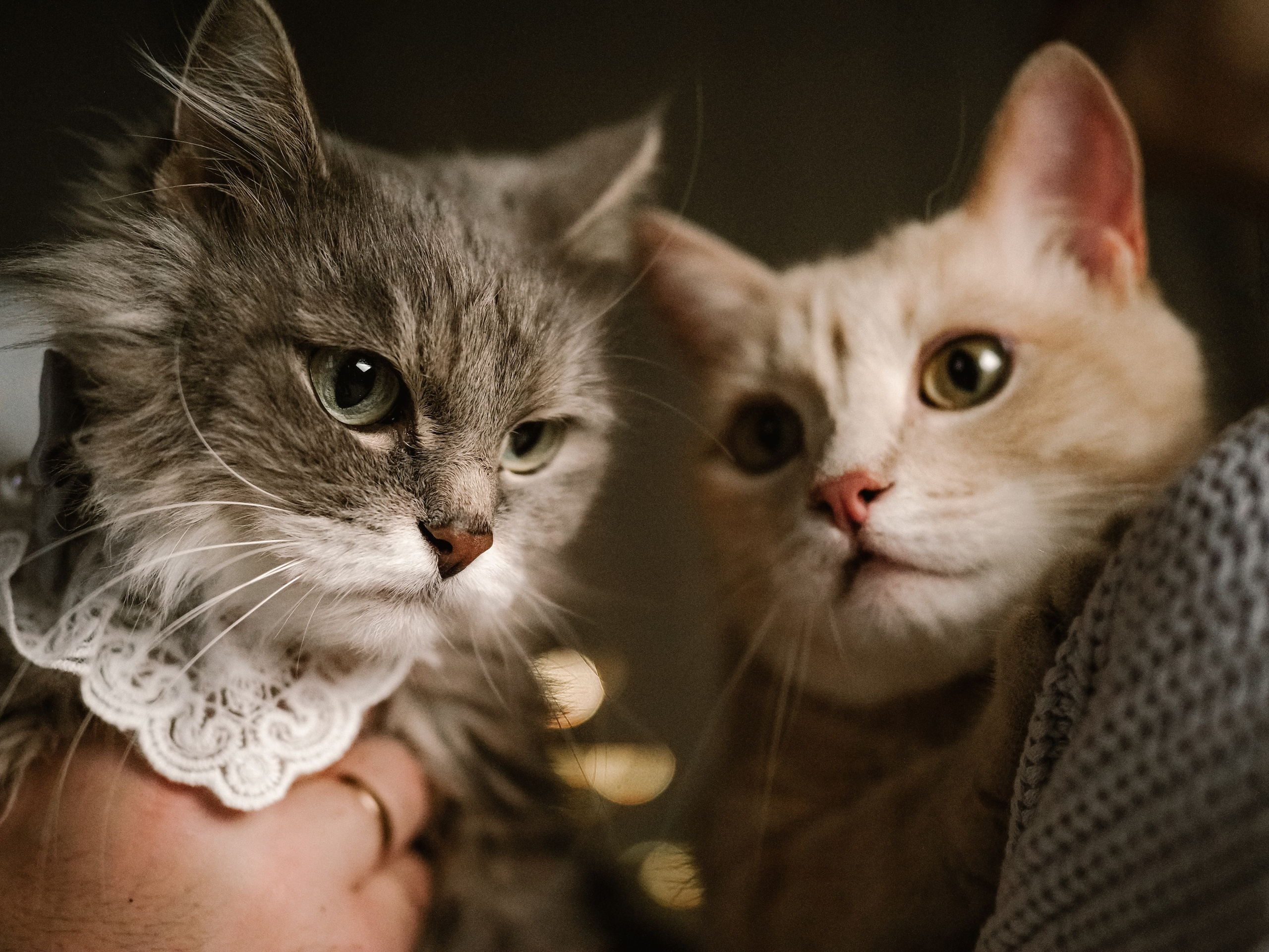 Mrrrr christmas. Фотограф Рязань. Семейный Свадебный фотограф