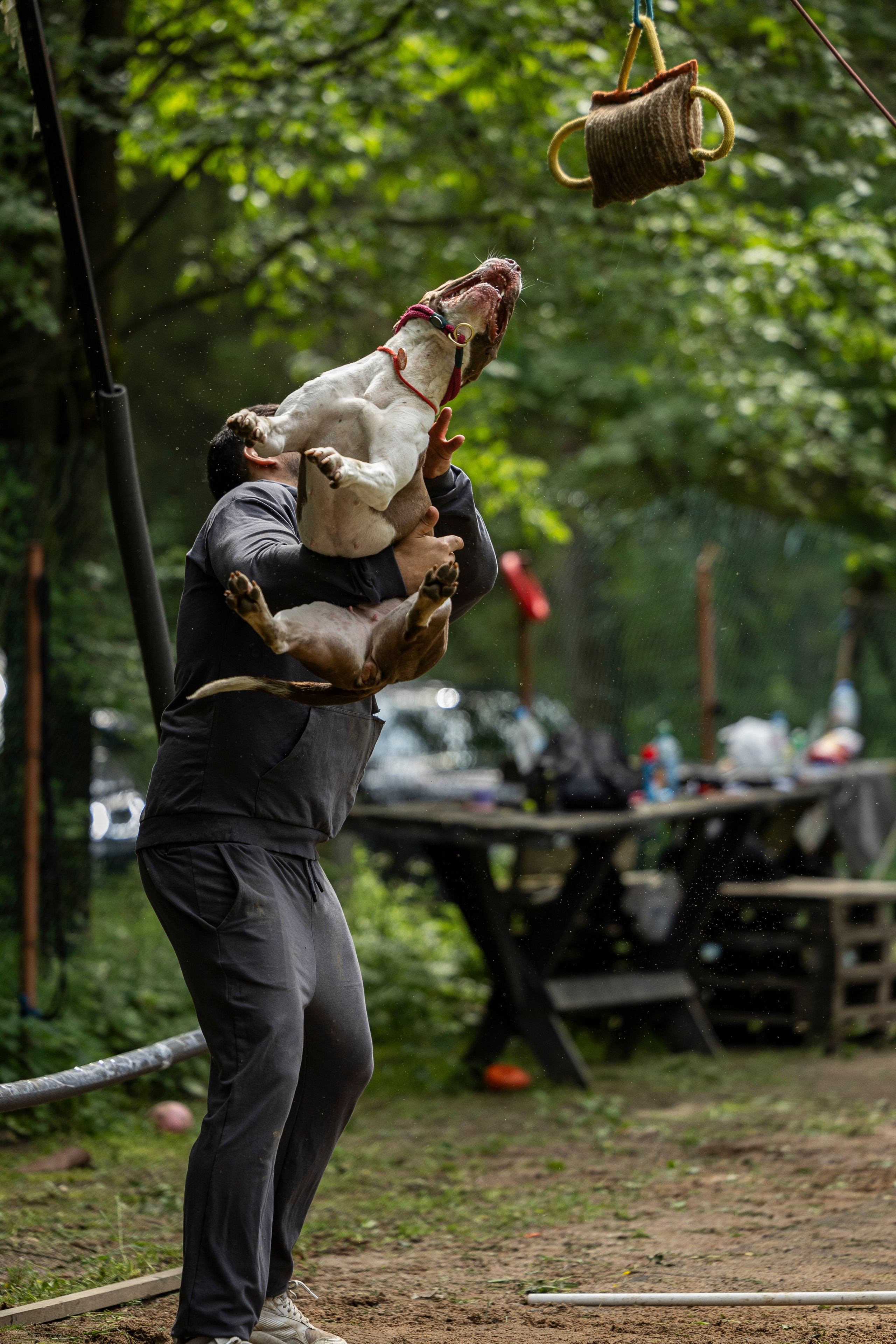 Пит-стафф многоборье. Фотограф-анималист Анна Маринич