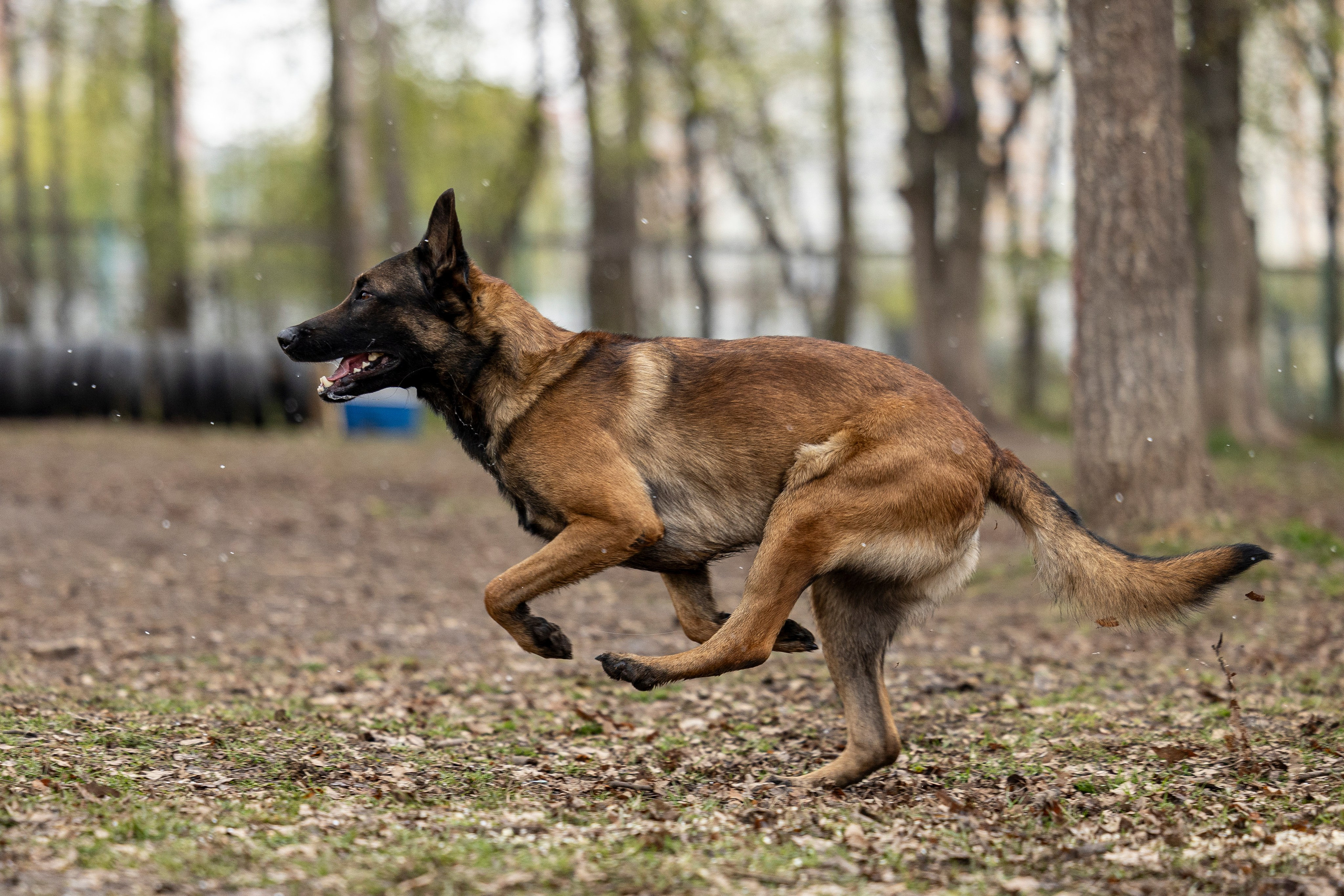Квалификационные состязания по мондьорингу г. Вологда 11.05.24. Фотограф-анималист Анна Маринич