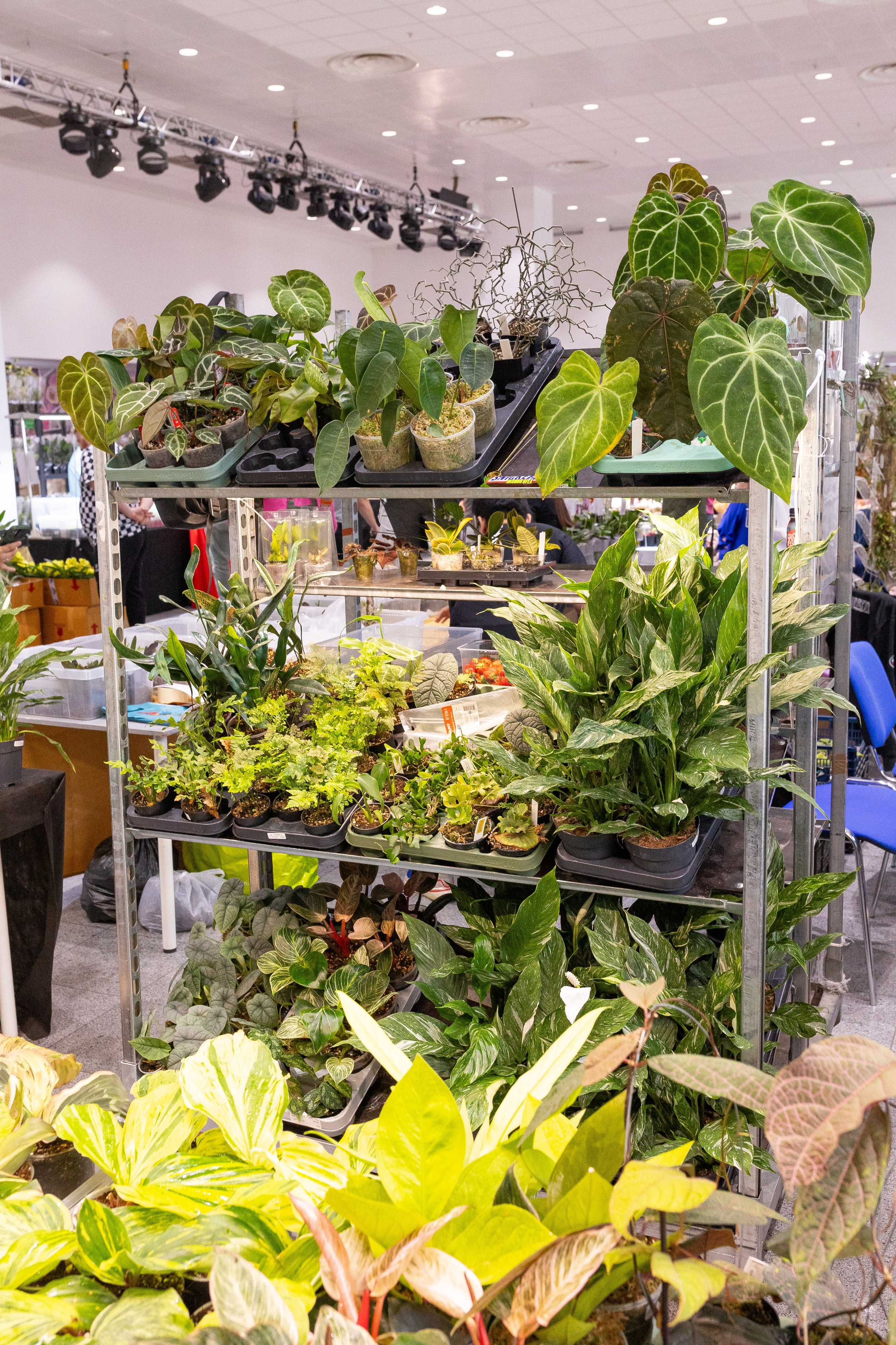 Орхидиум май 2025. Александра Куликова фотограф, Москва