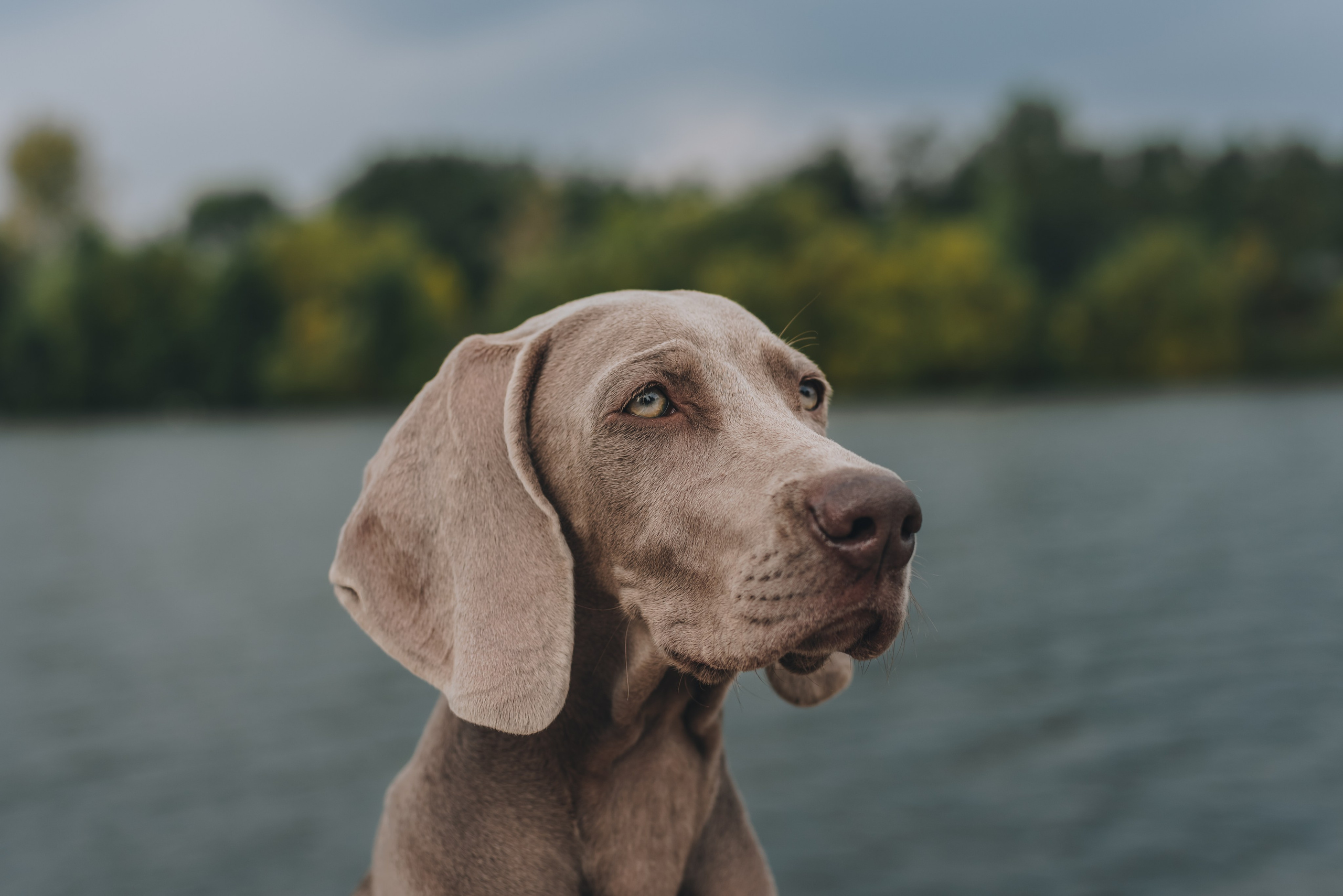 Weimaraner. Natalia Finch Photography — Family, Kids & Pet Photographer in Chicago, IL