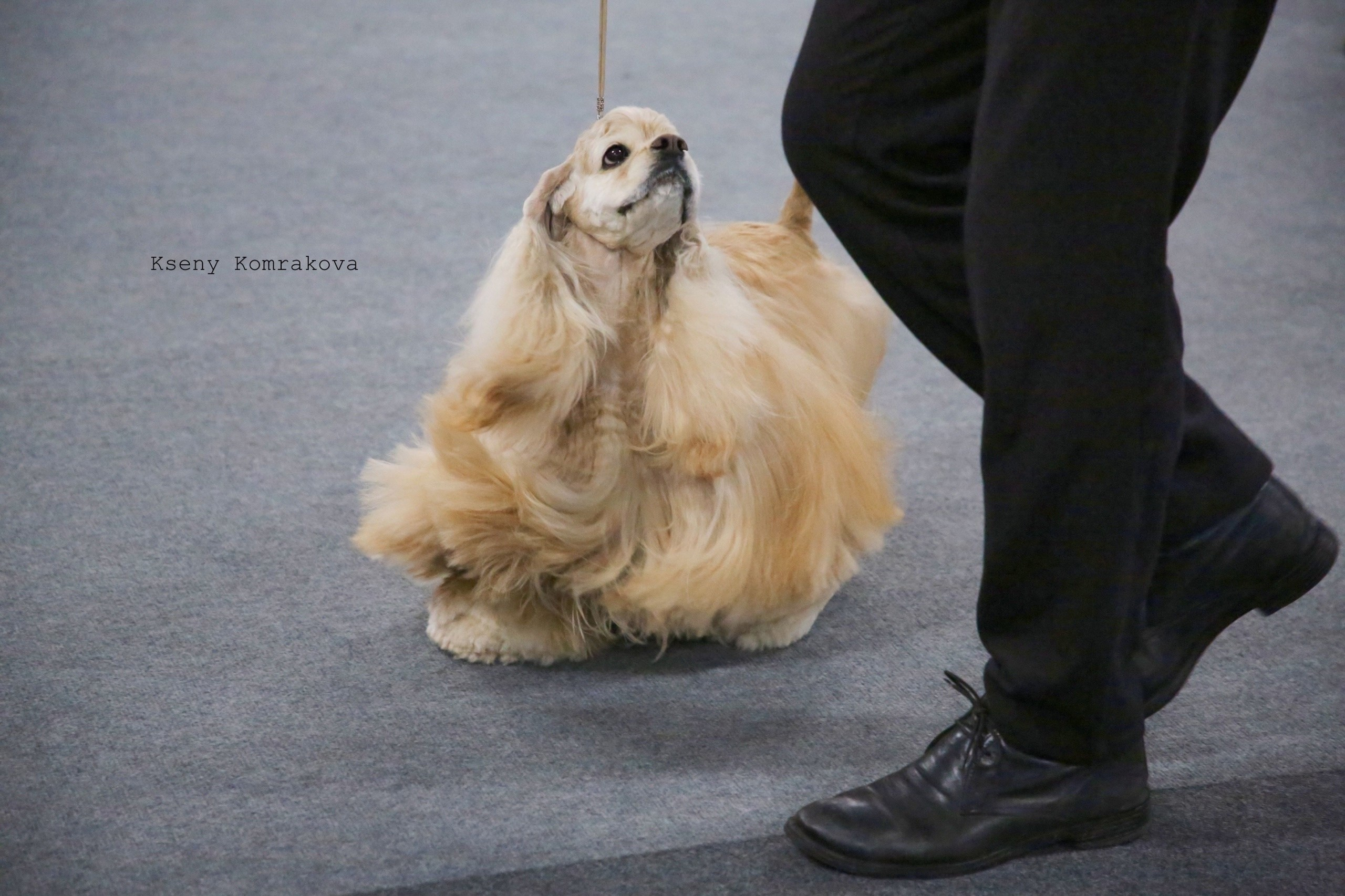 Съемка собак. Анималистика. Репортаж. Индивидуальная съемка