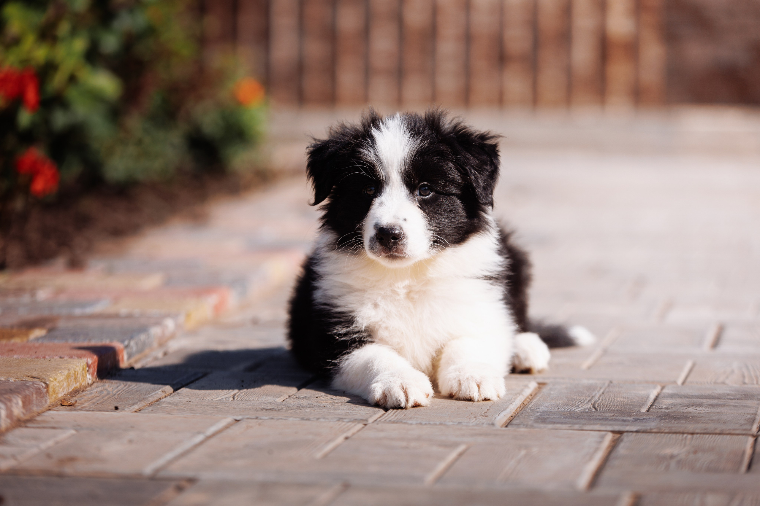 МММ — маленькое мягкое милое. О нас