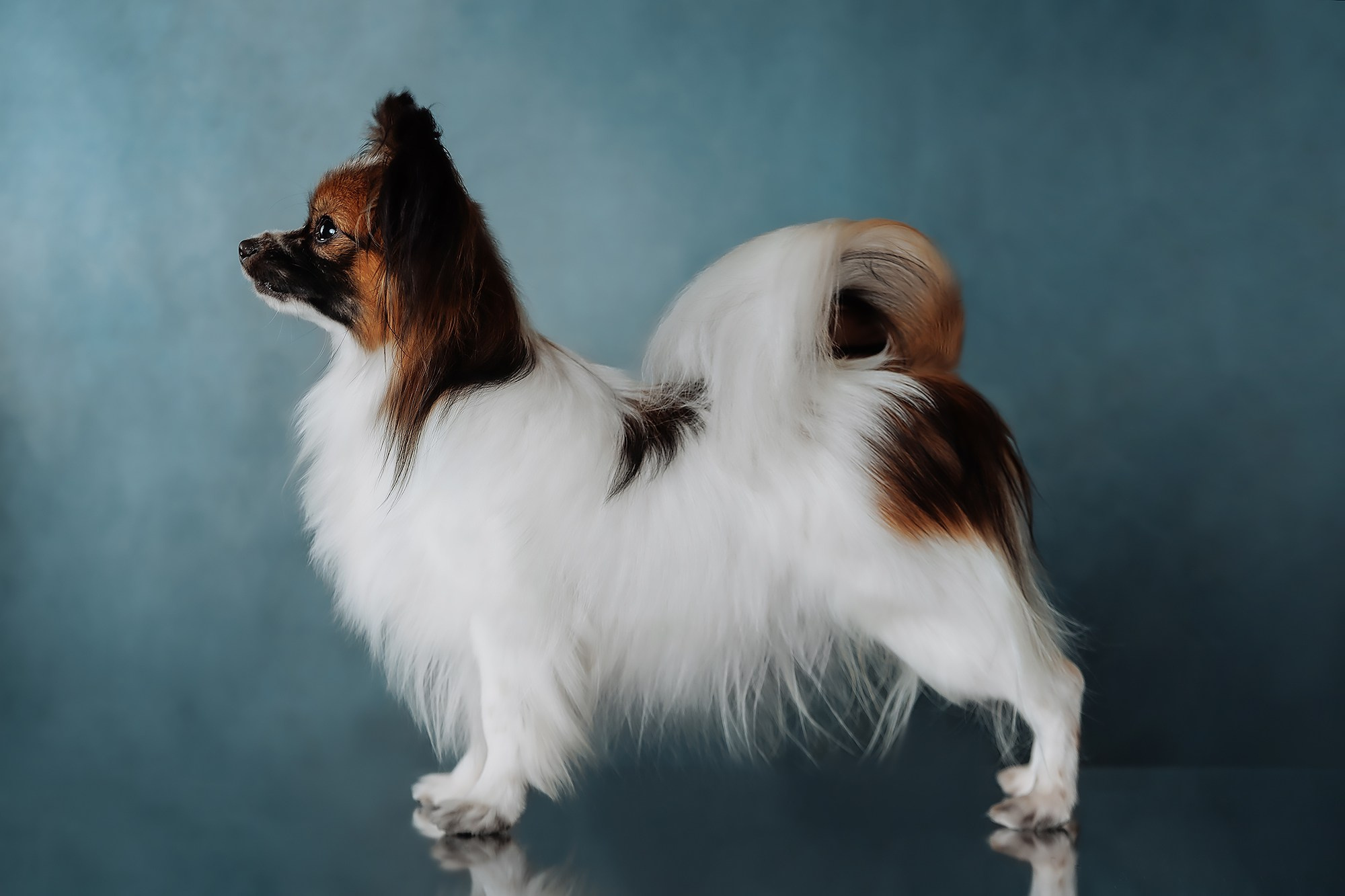 Синева. О нас