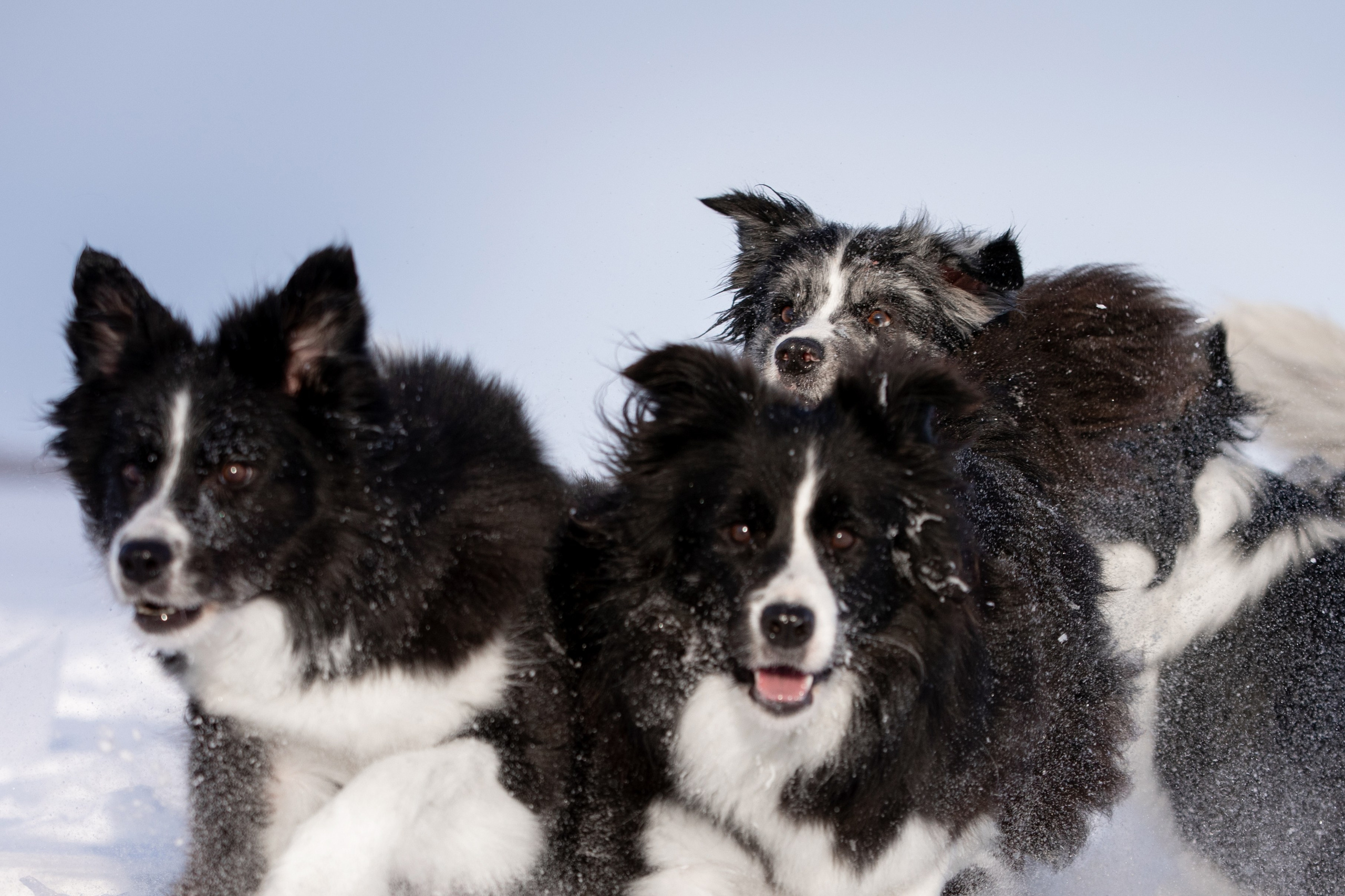 Мороз и солнце. О нас