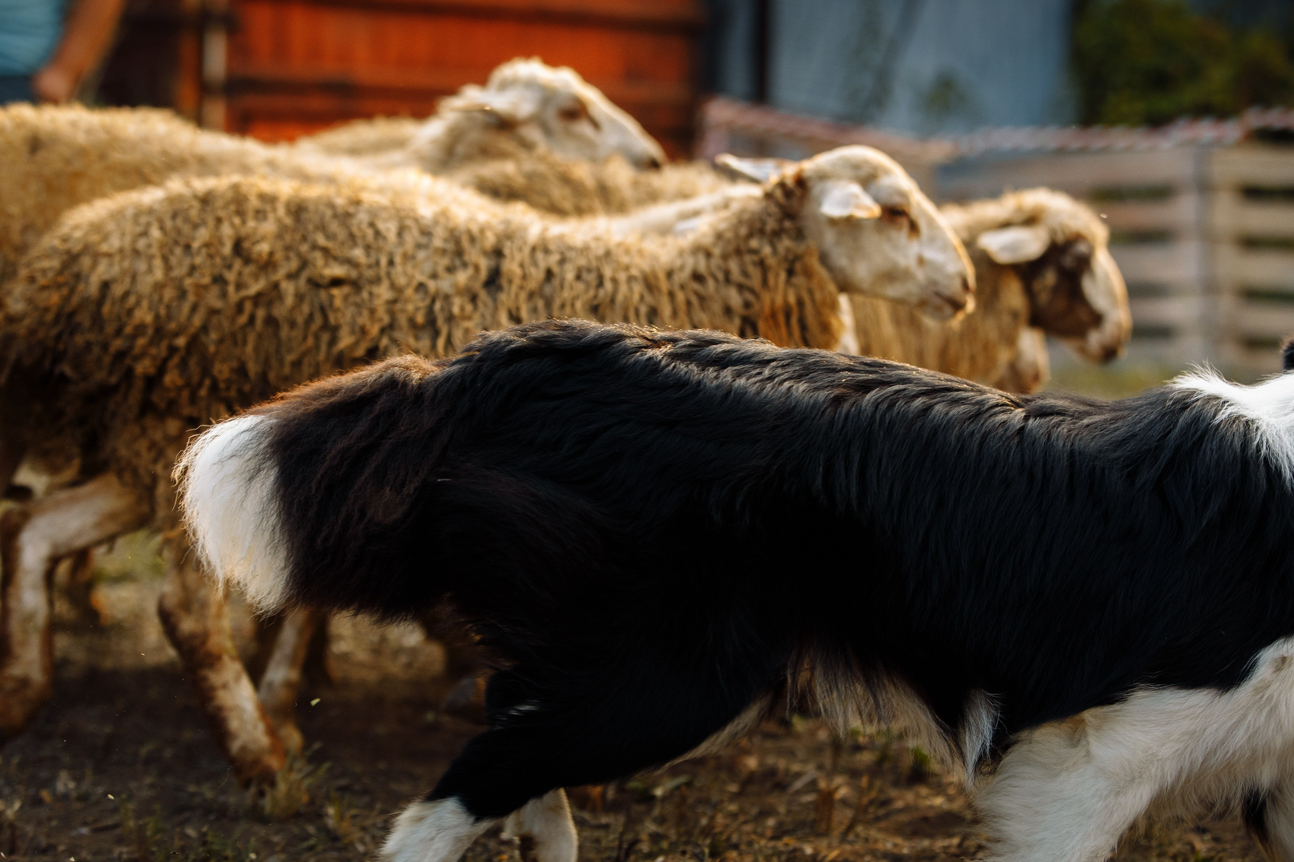Овечий день. О нас