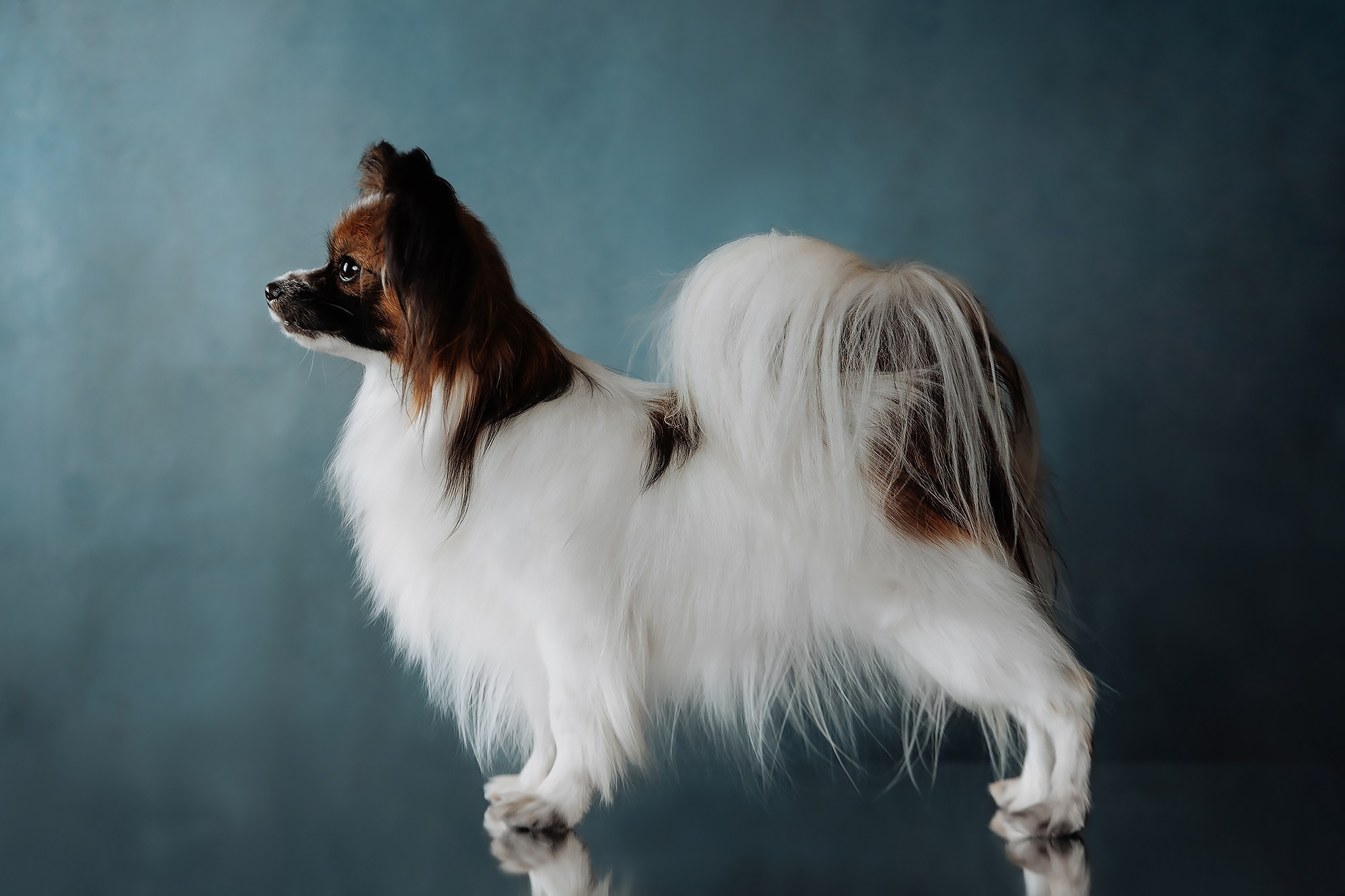 Синева. О нас