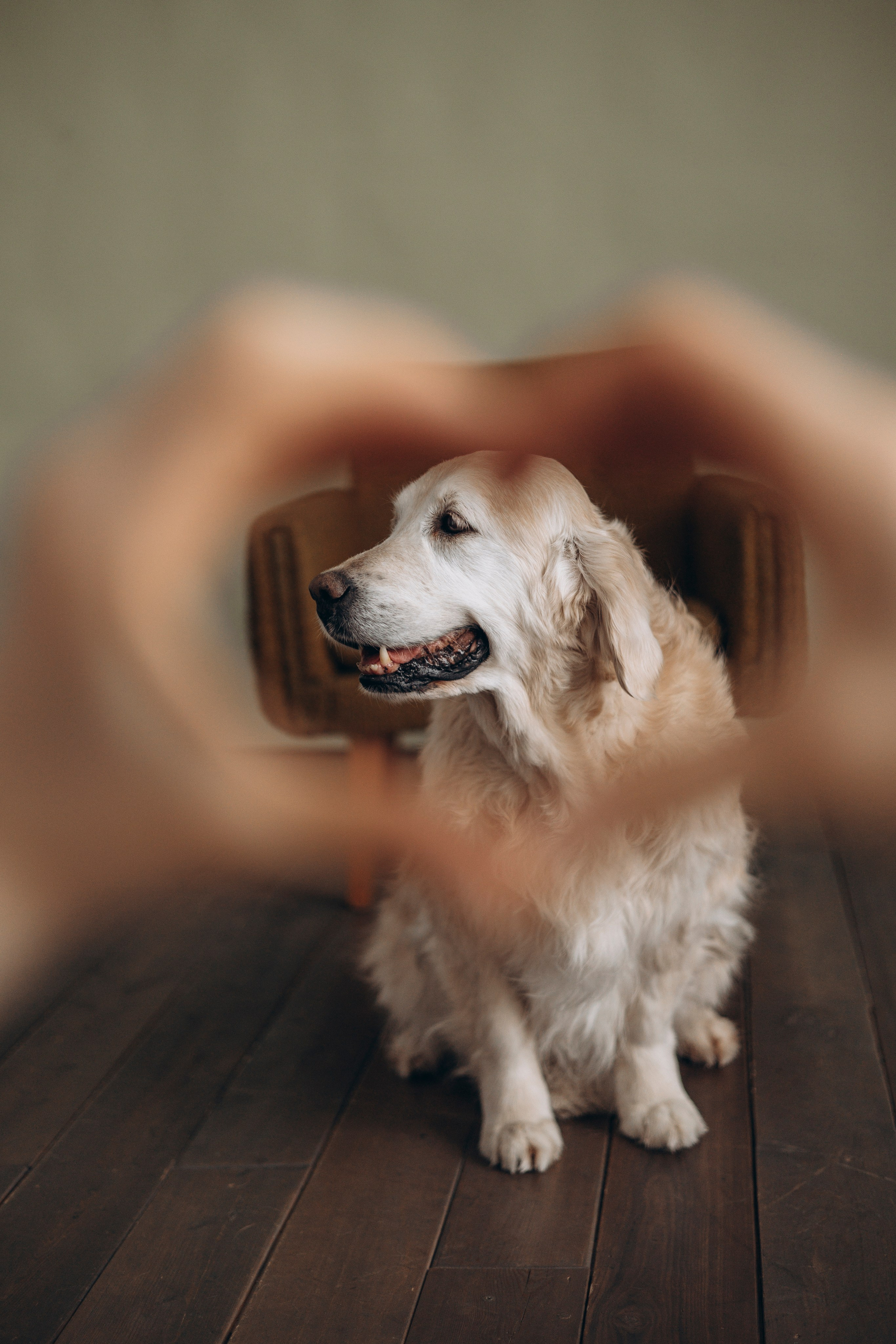 Ирина и Луна. Фотограф — Анималист | Санкт-Петербург