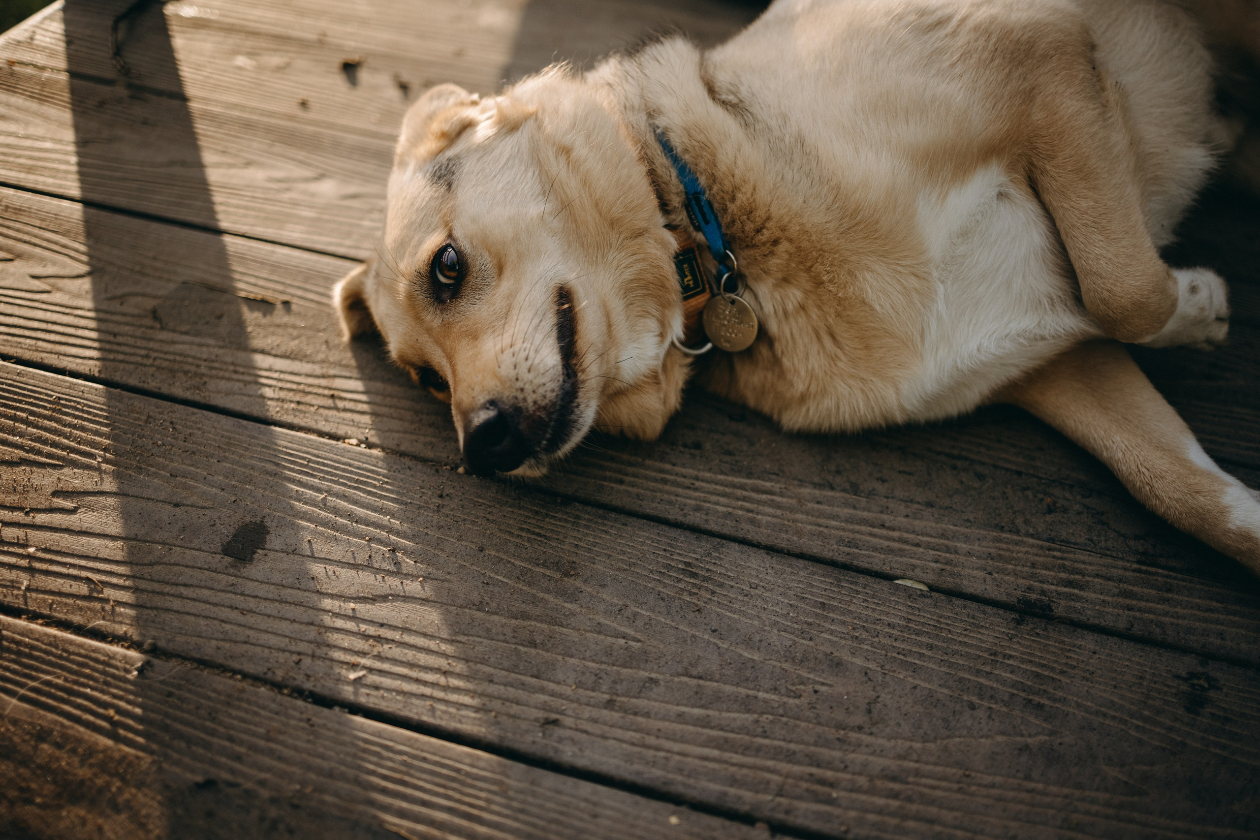 Татьяна, Сергей и их Булочка и Пончик. Фотограф — Анималист | Санкт-Петербург
