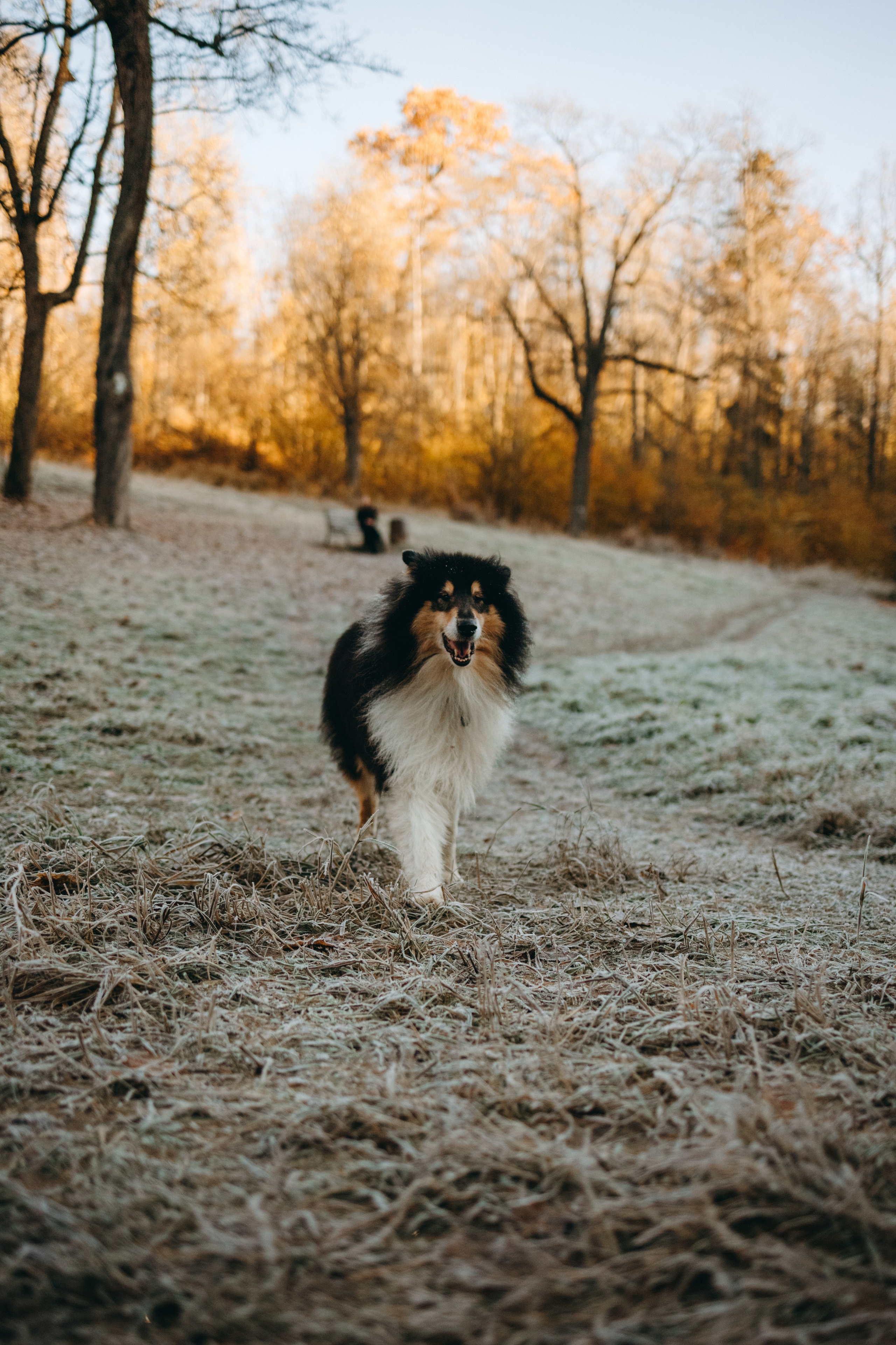 Ия и Барт. Фотограф — Анималист | Санкт-Петербург