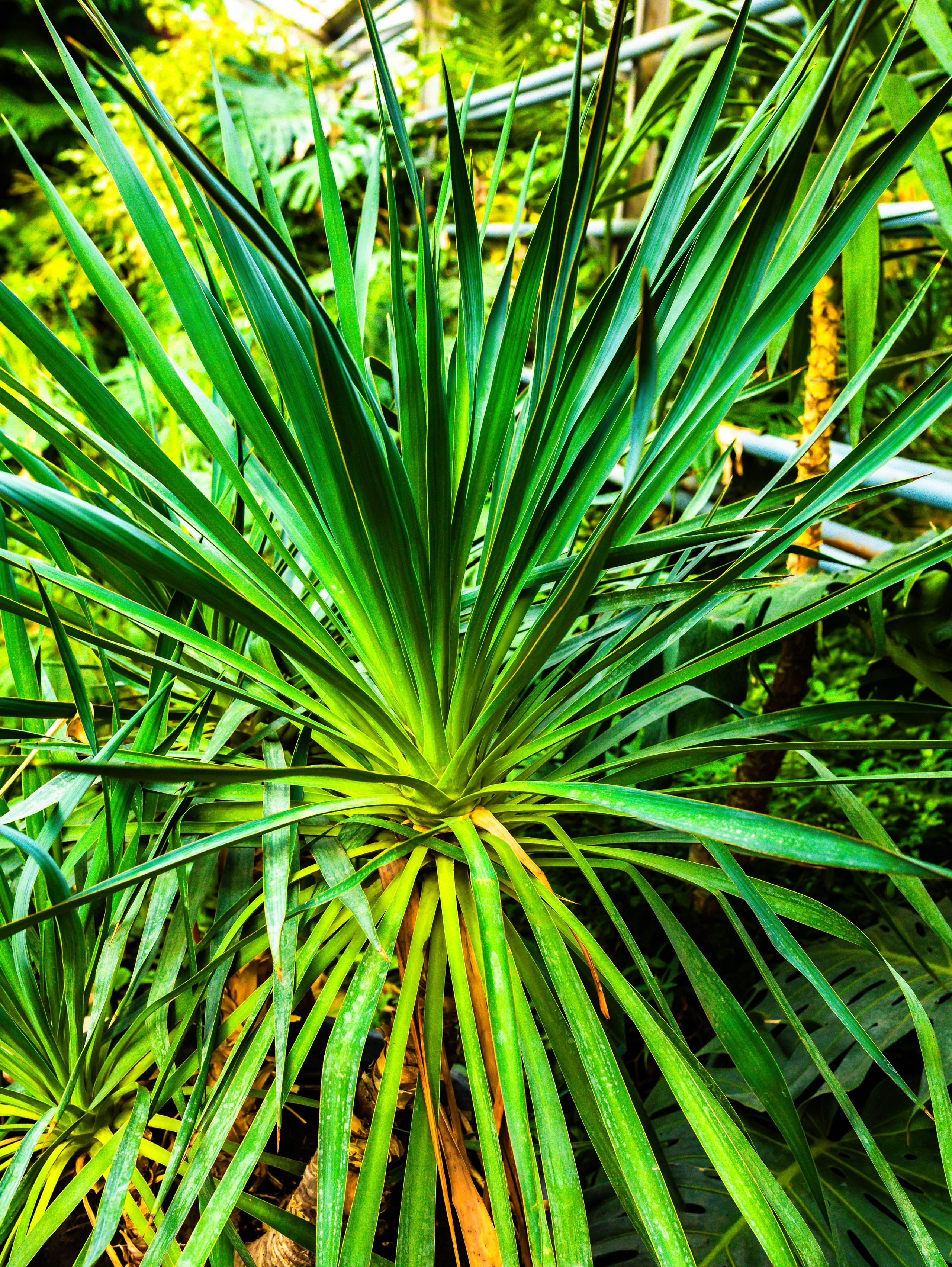 Фотографии природы Липецка. Свадебный и семейный фотограф Виолетта в Липецке