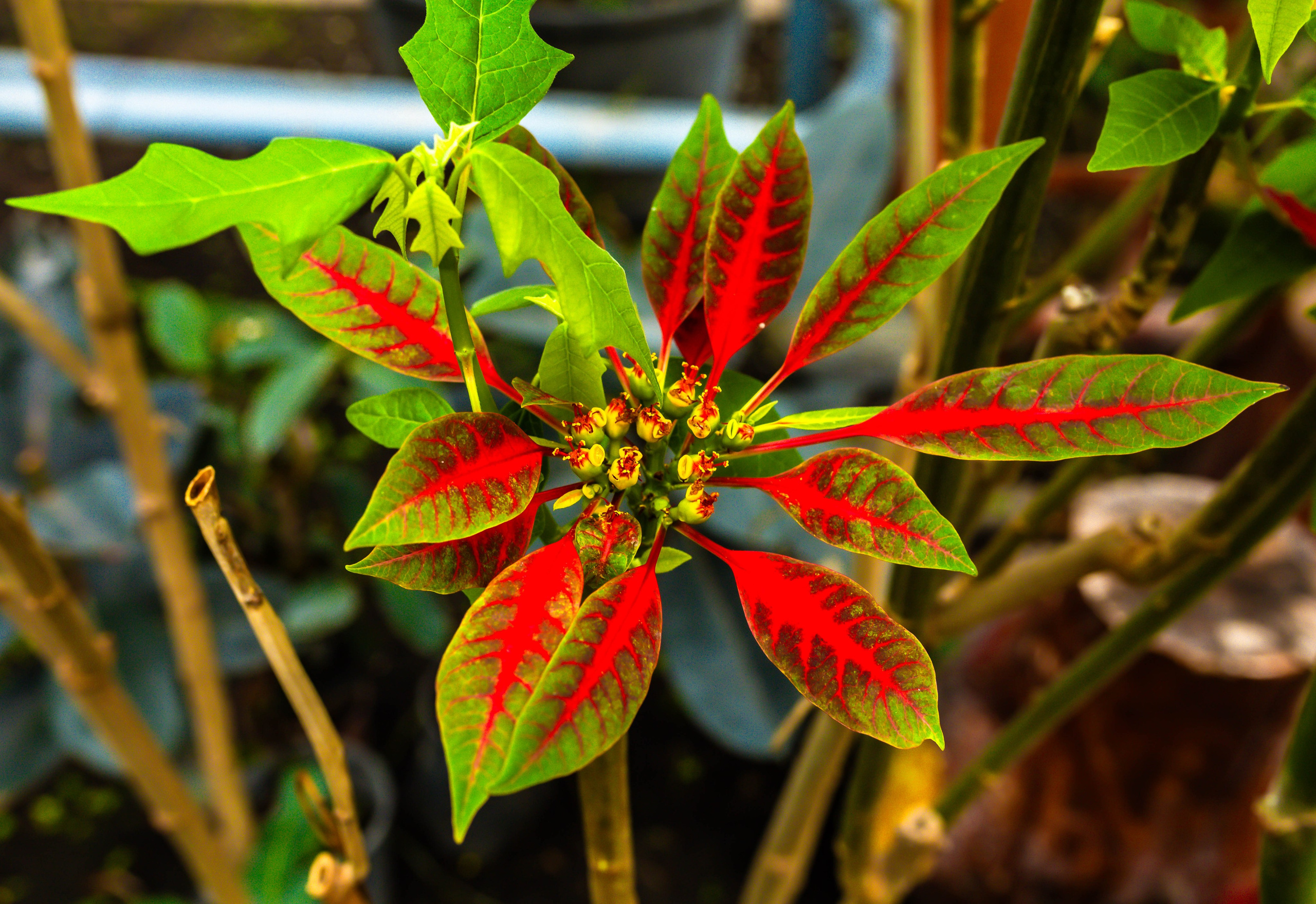 Фотографии природы Липецка. Свадебный и семейный фотограф Виолетта в Липецке