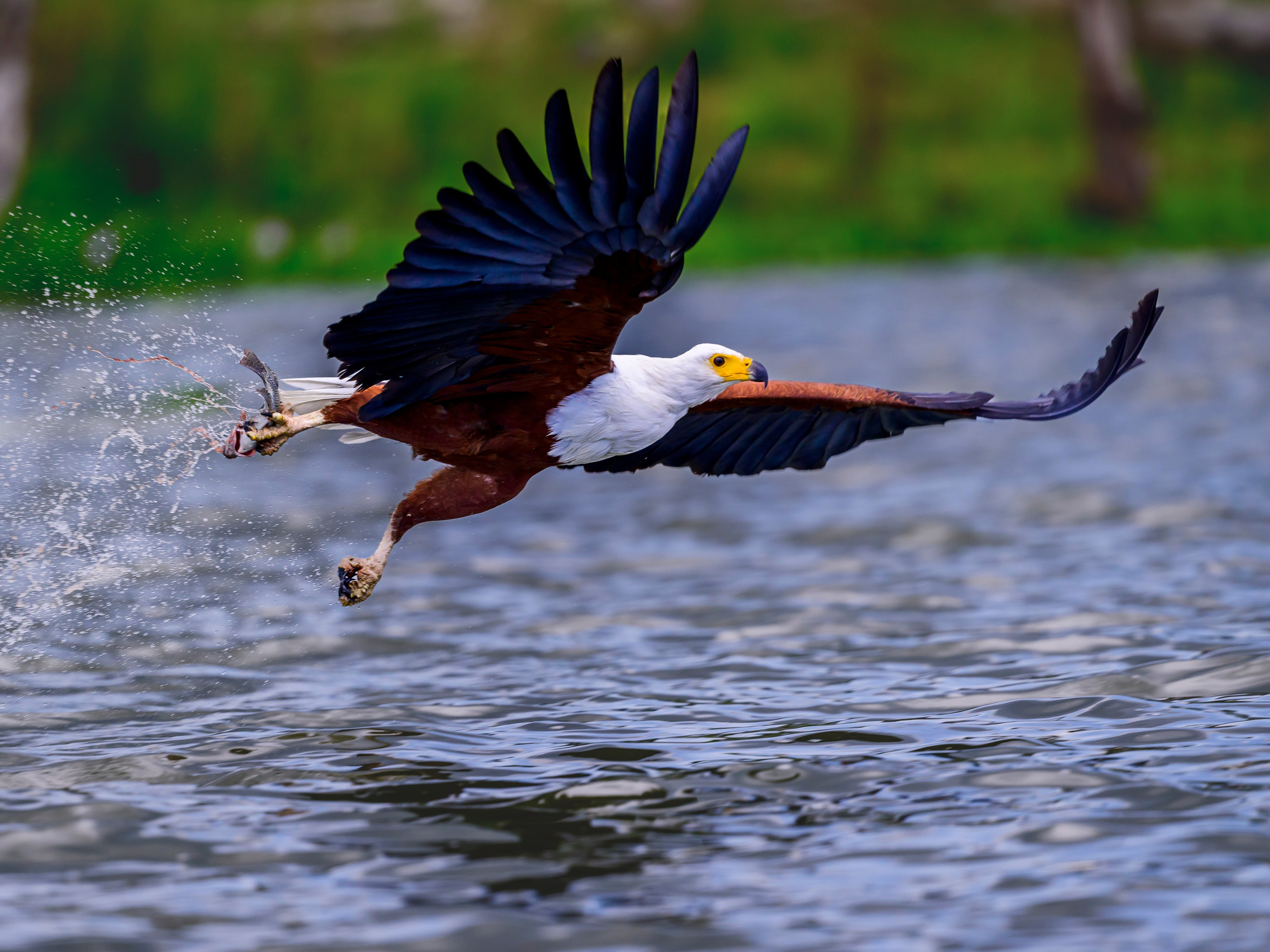 Кения. Wildlife photography by Sergey Puponin