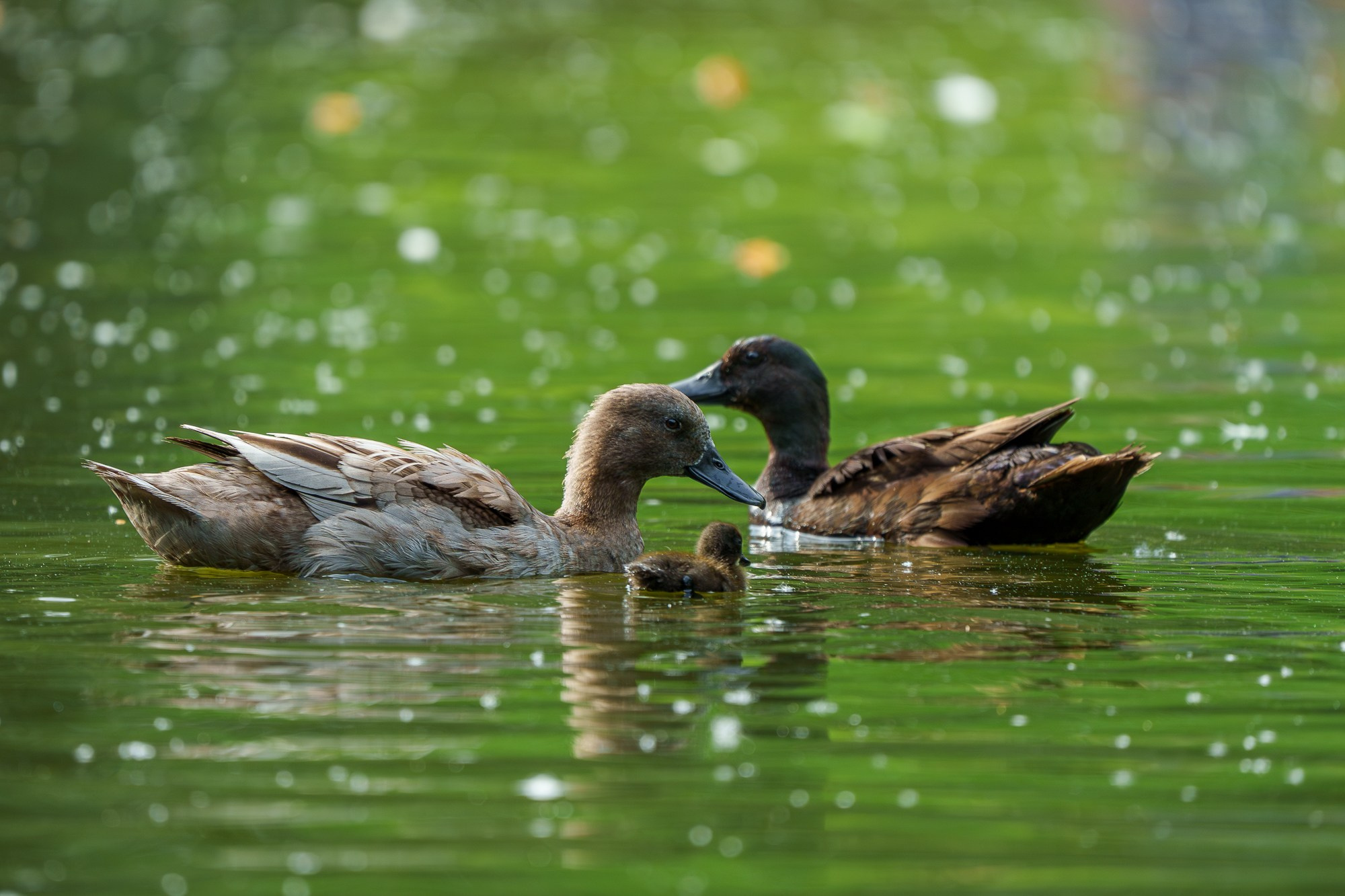 Удивительные мир птиц. Вокруг нас столько прекрасного — присмотритесь!. Ваш личный фотограф Марина Волкова