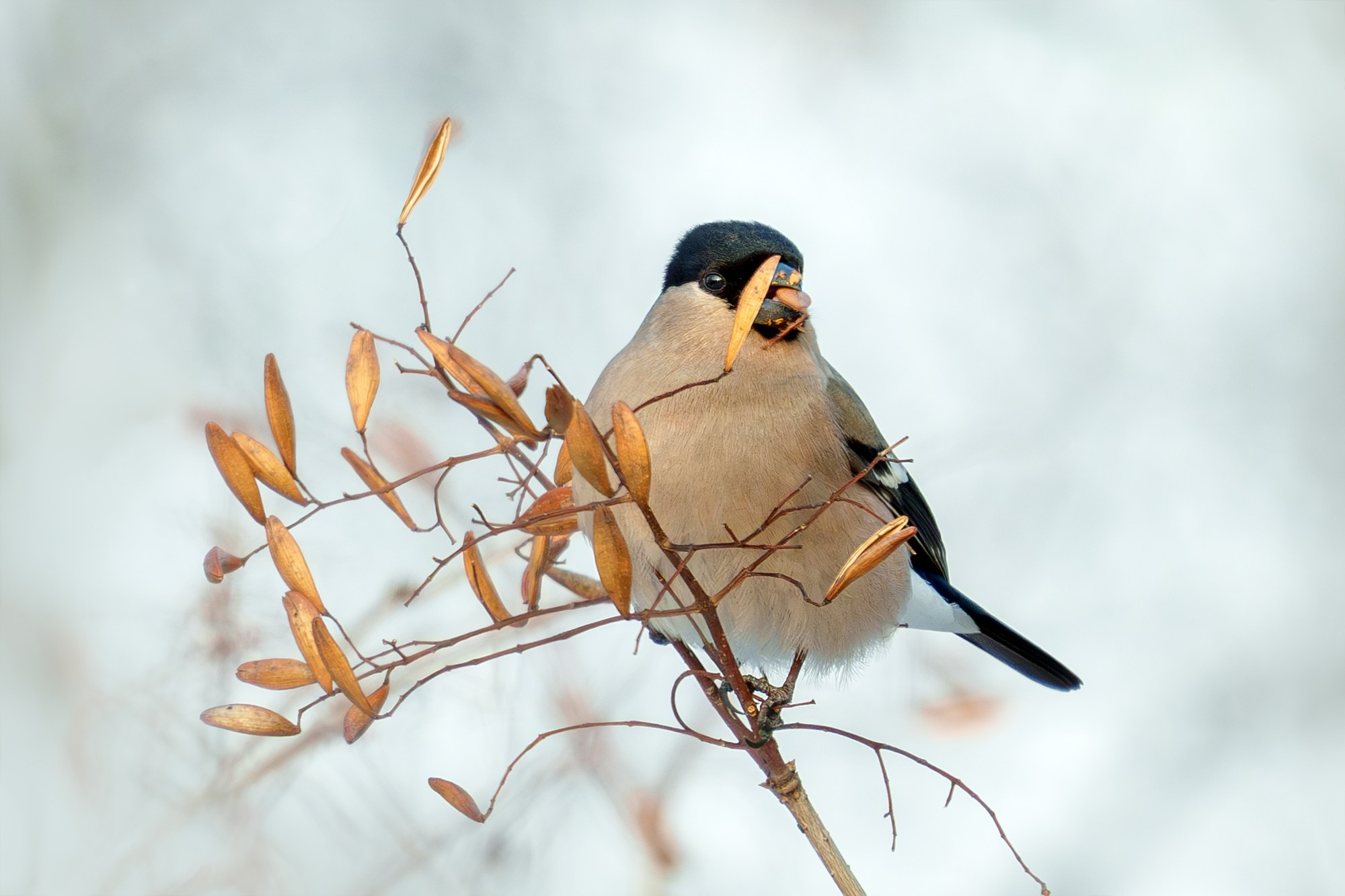 Удивительные мир птиц. Вокруг нас столько прекрасного — присмотритесь!. Ваш личный фотограф Марина Волкова