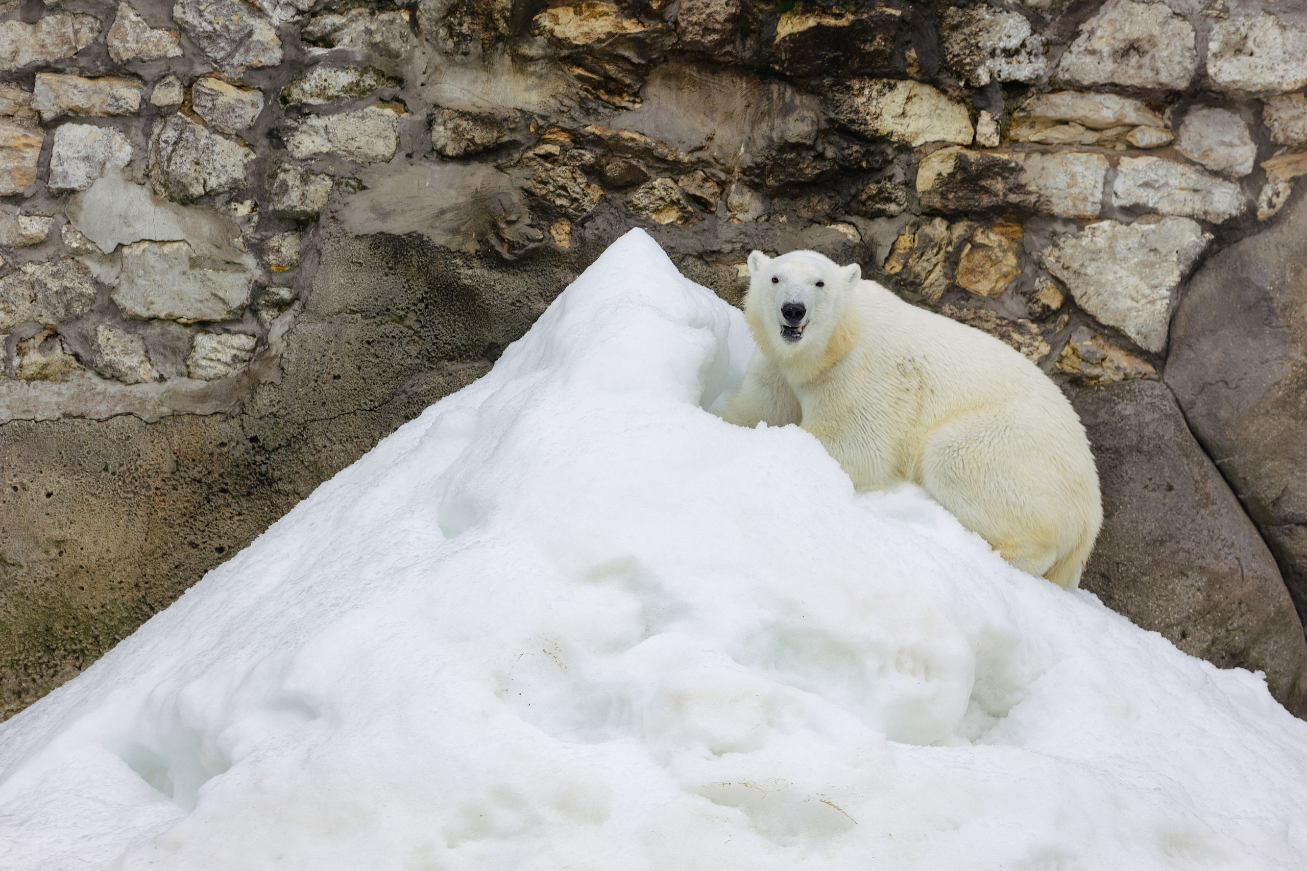 Московский зоопарк. Photographer Sonkina Tatiana (Tanya Ash)