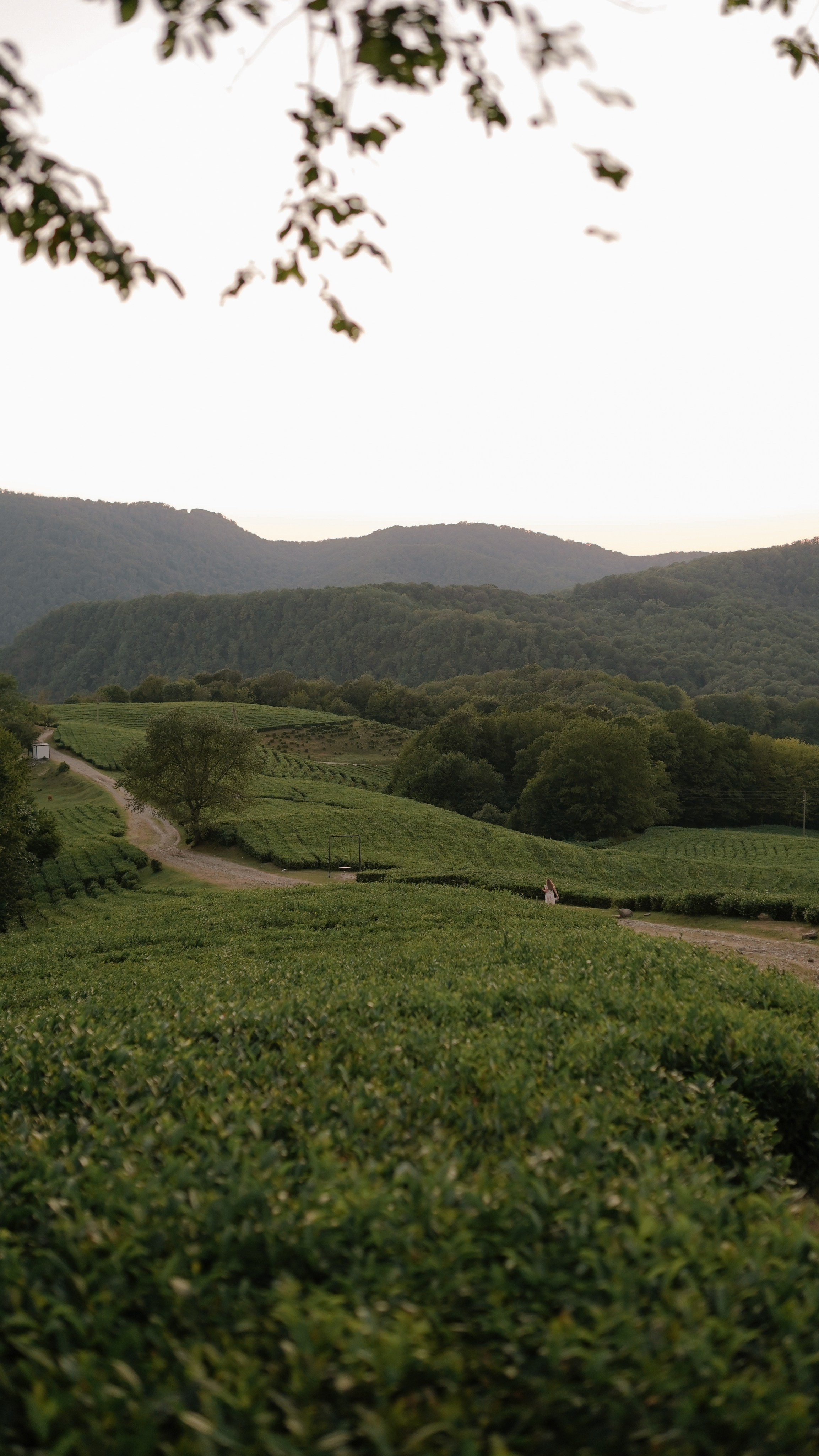Чайные плантации. Милана Довгаль - семейный фотограф и видеограф  в Адлере и Сочи