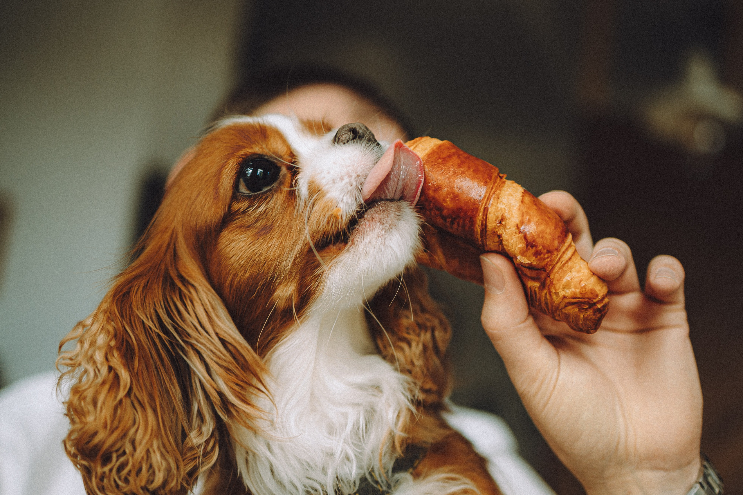 Валя, Вася, Аня и Ириска