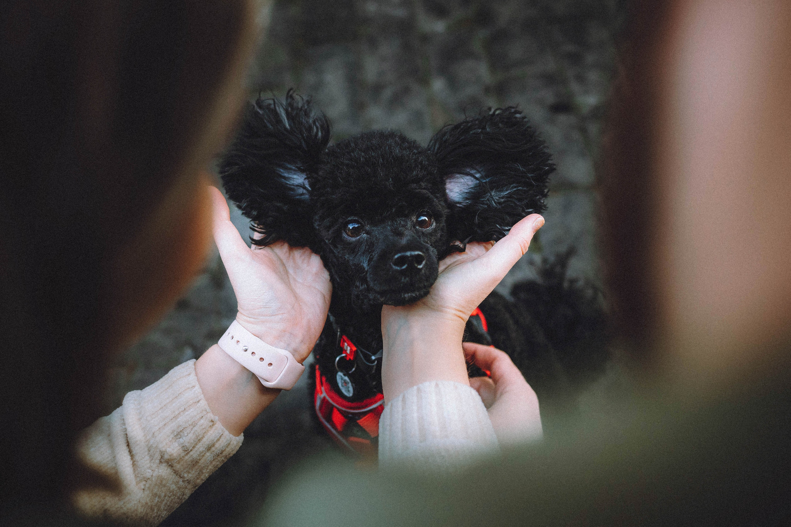 Игнат, Даша и Бэтти