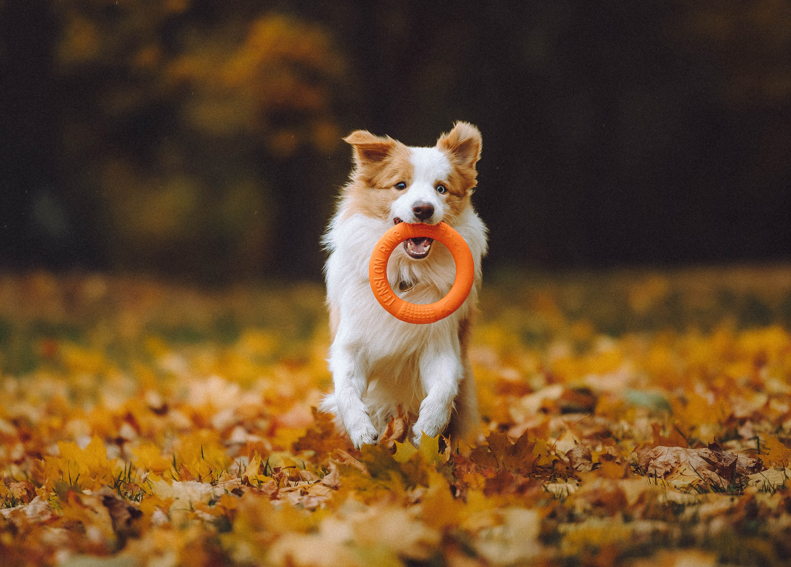 Алина, Витя и Асти