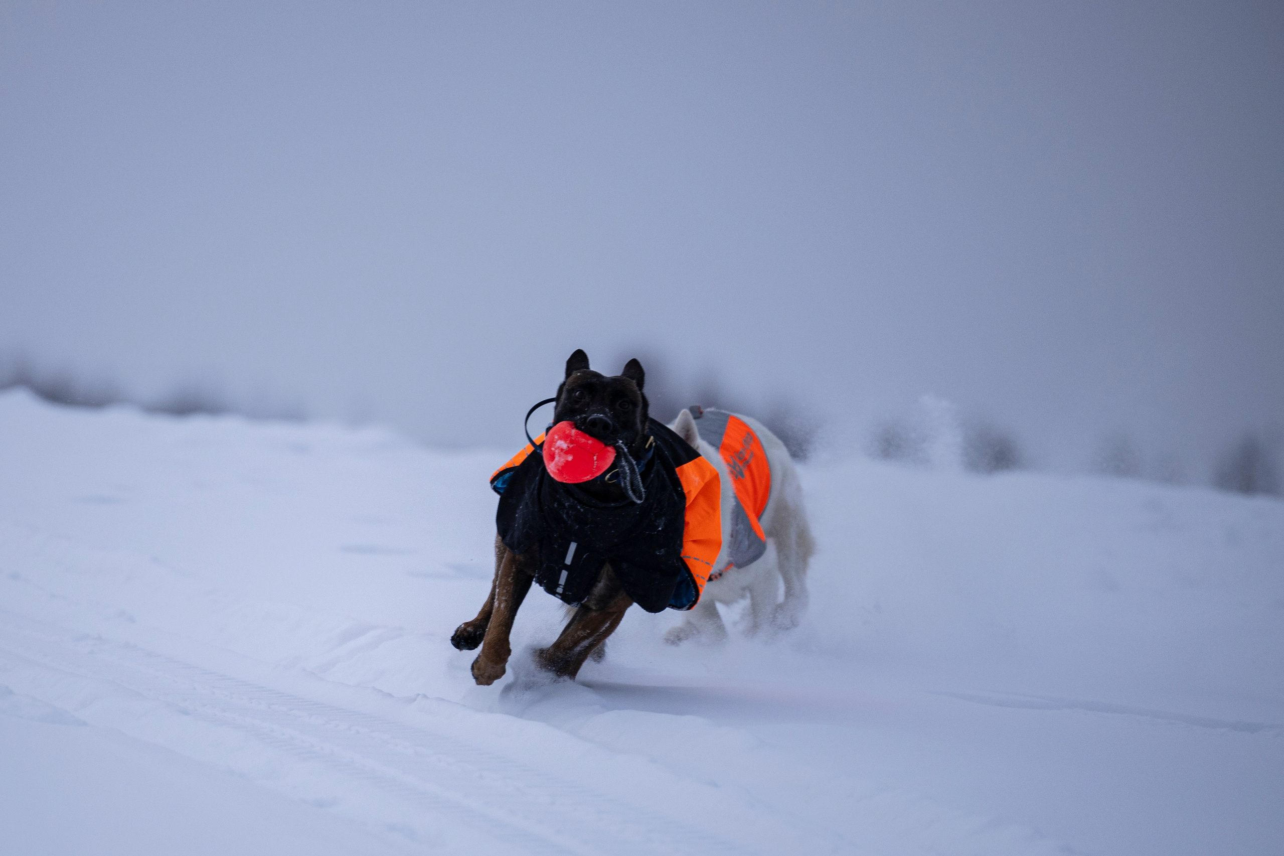 Рики и Гаруда. Фотограф-анималист Анна Маринич
