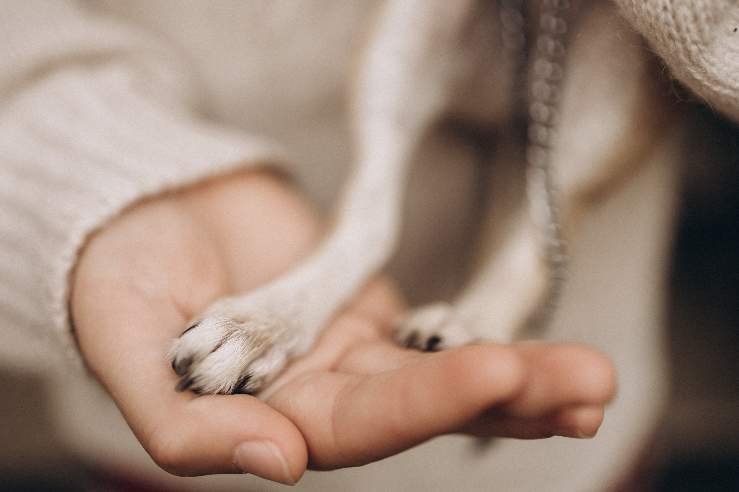 маленькие лапки пушистого друга девочки