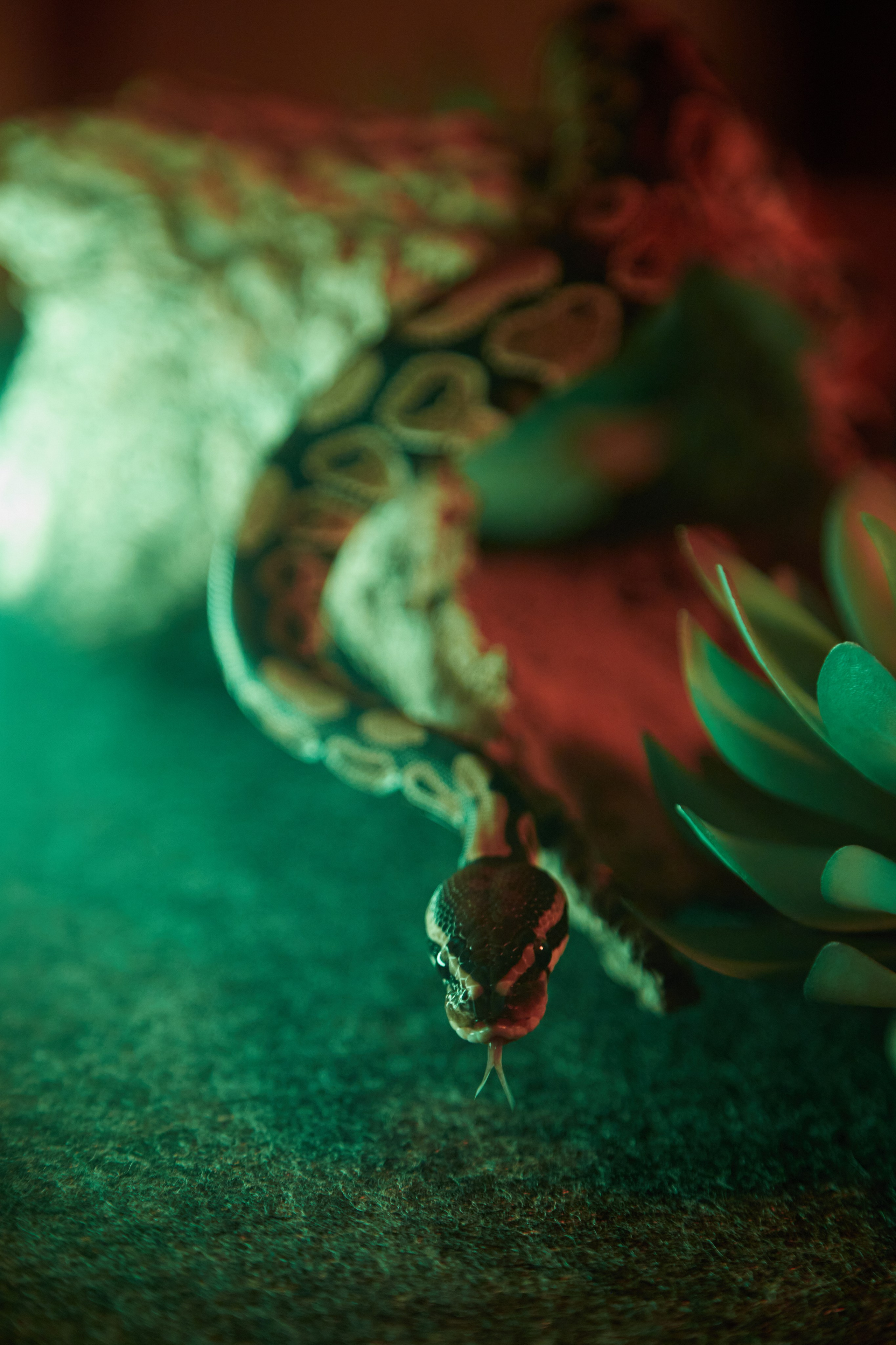 Фотосъёмка змеи среди суккулентов.