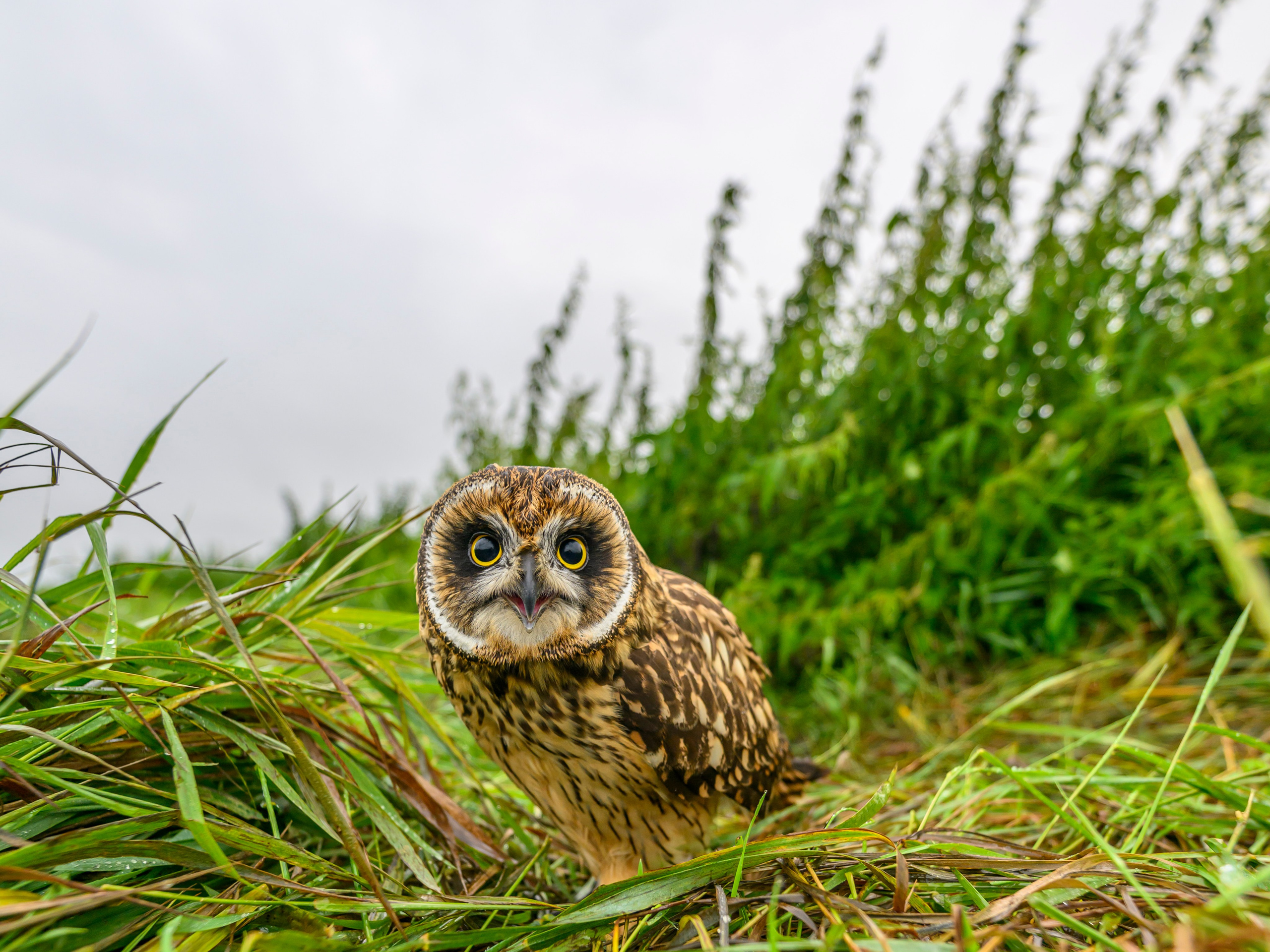 Совенок на ширик | Owlet with wide lens. Фотограф Сергей Пупонин