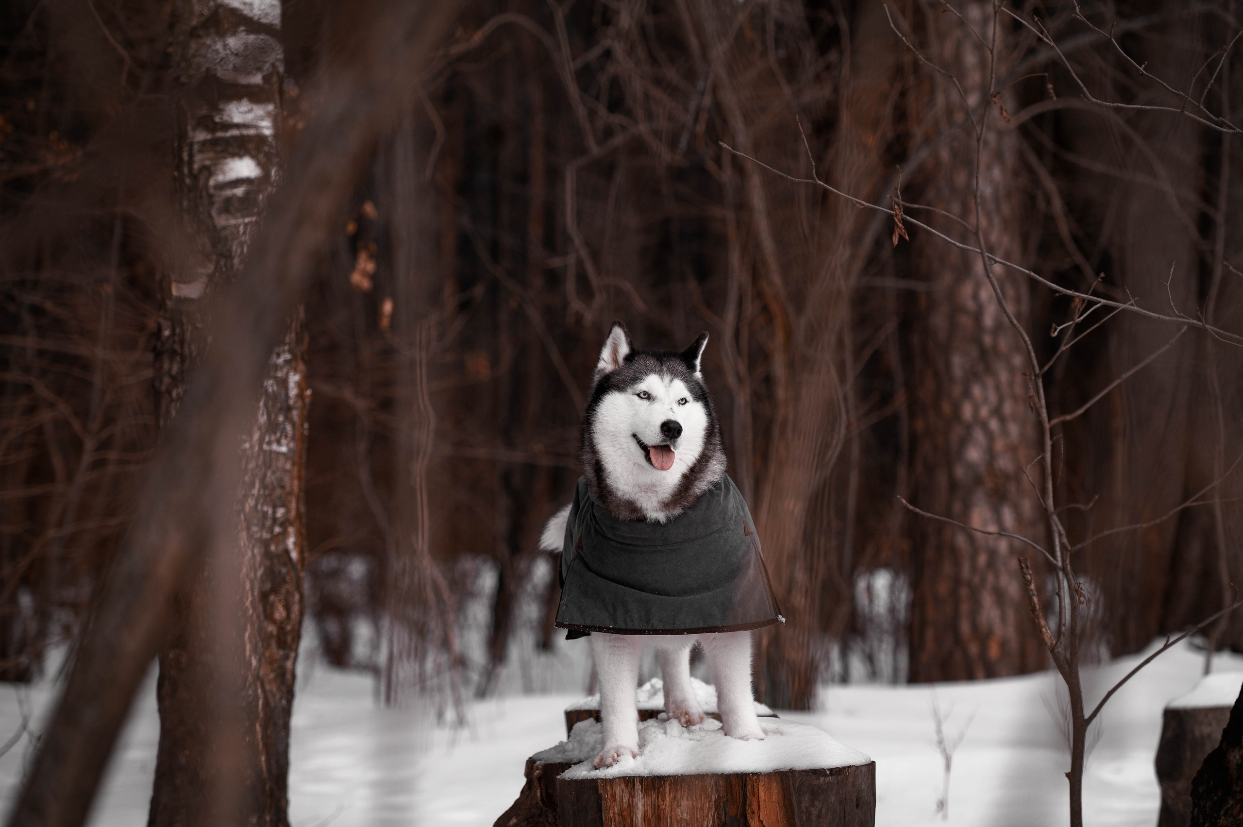 Шанель. Фотограф-анималист