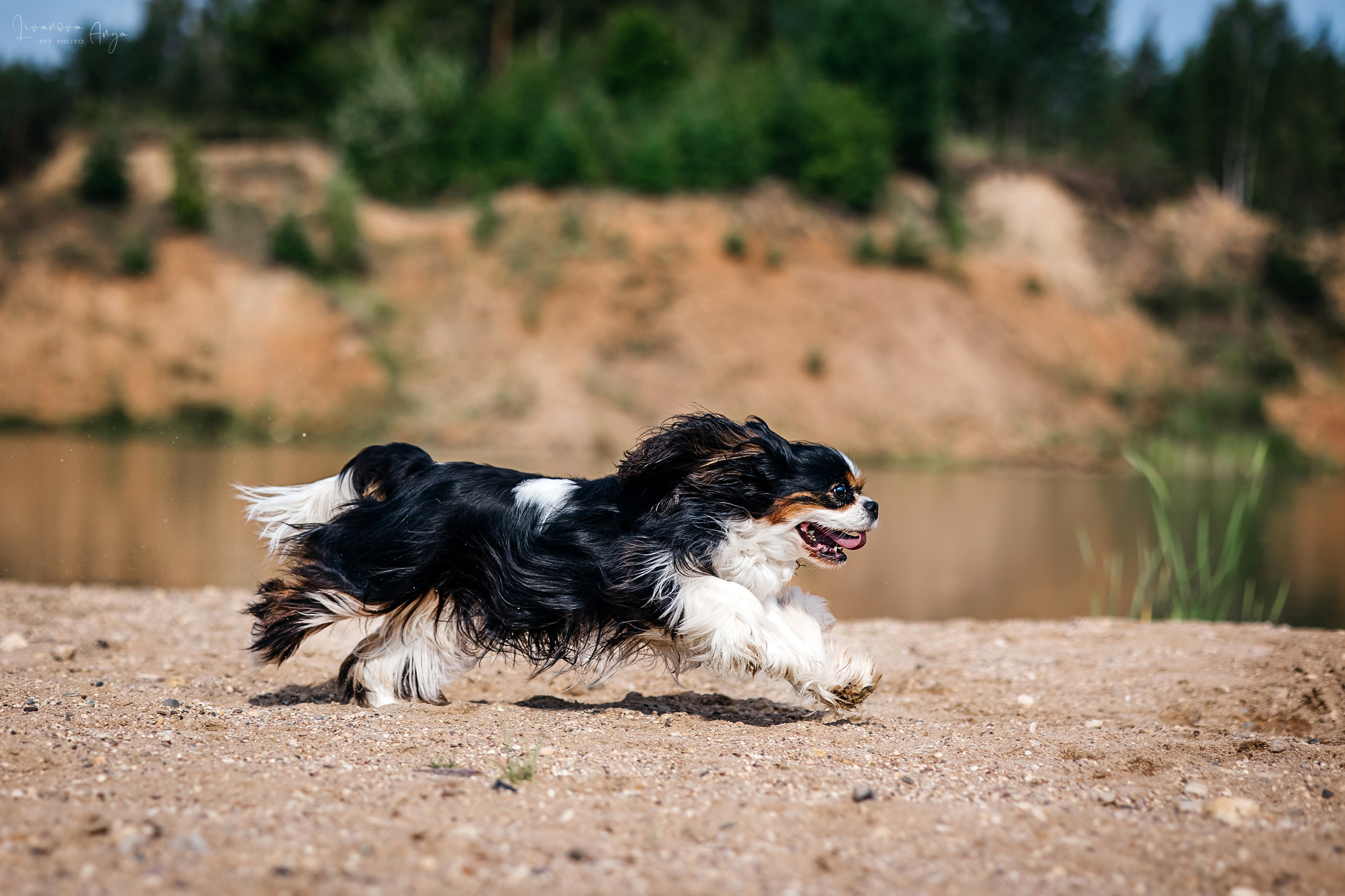 Троицкий карьер. Фотограф анималист Аня Ливанова | Рыбинск