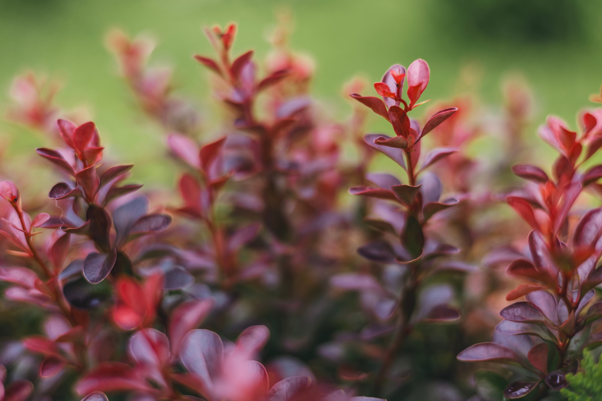 Любовь Георгиевна Пономарева. Садовод и ландшафтный дизайнер. Репортажный фотограф Наталья Лапцевич