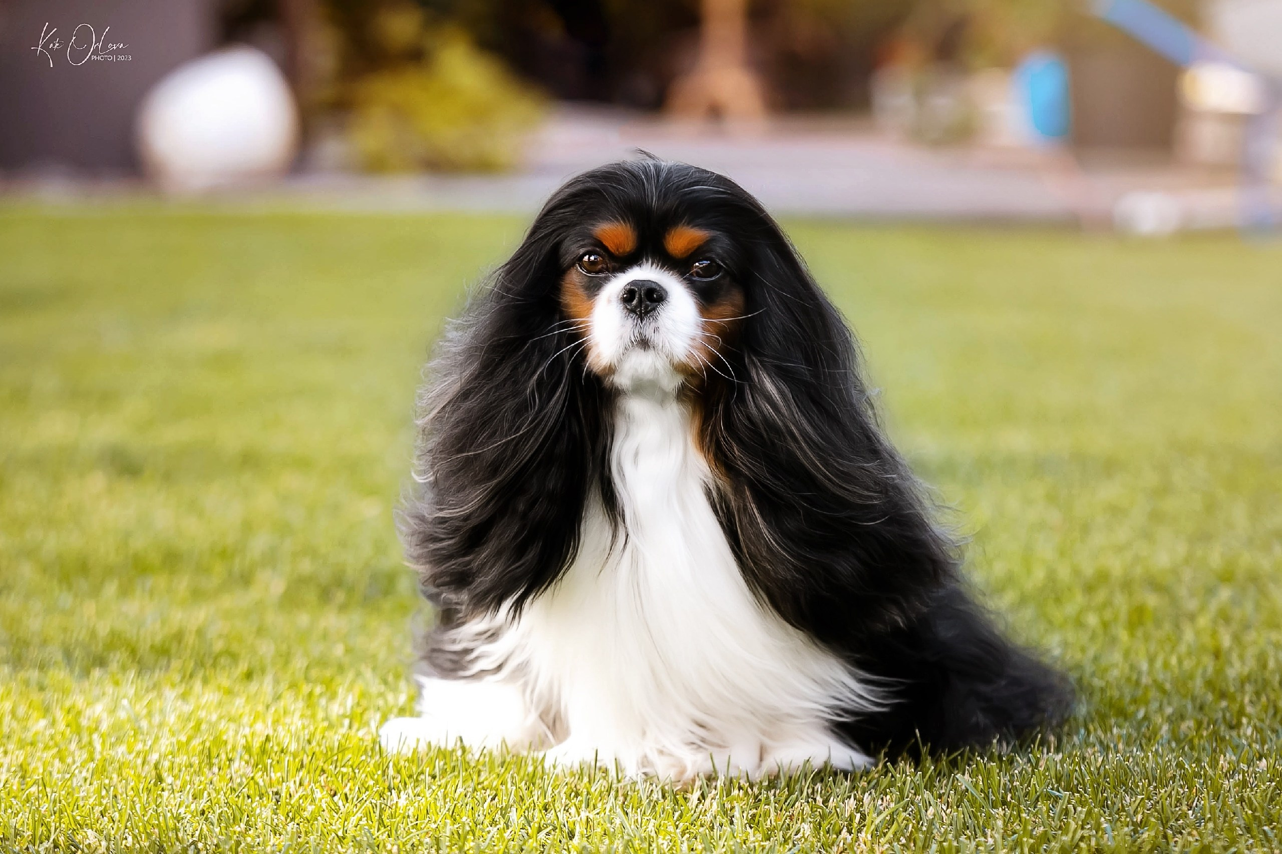 Кобели. Питомник кавалер кинг чарльз спаниелей